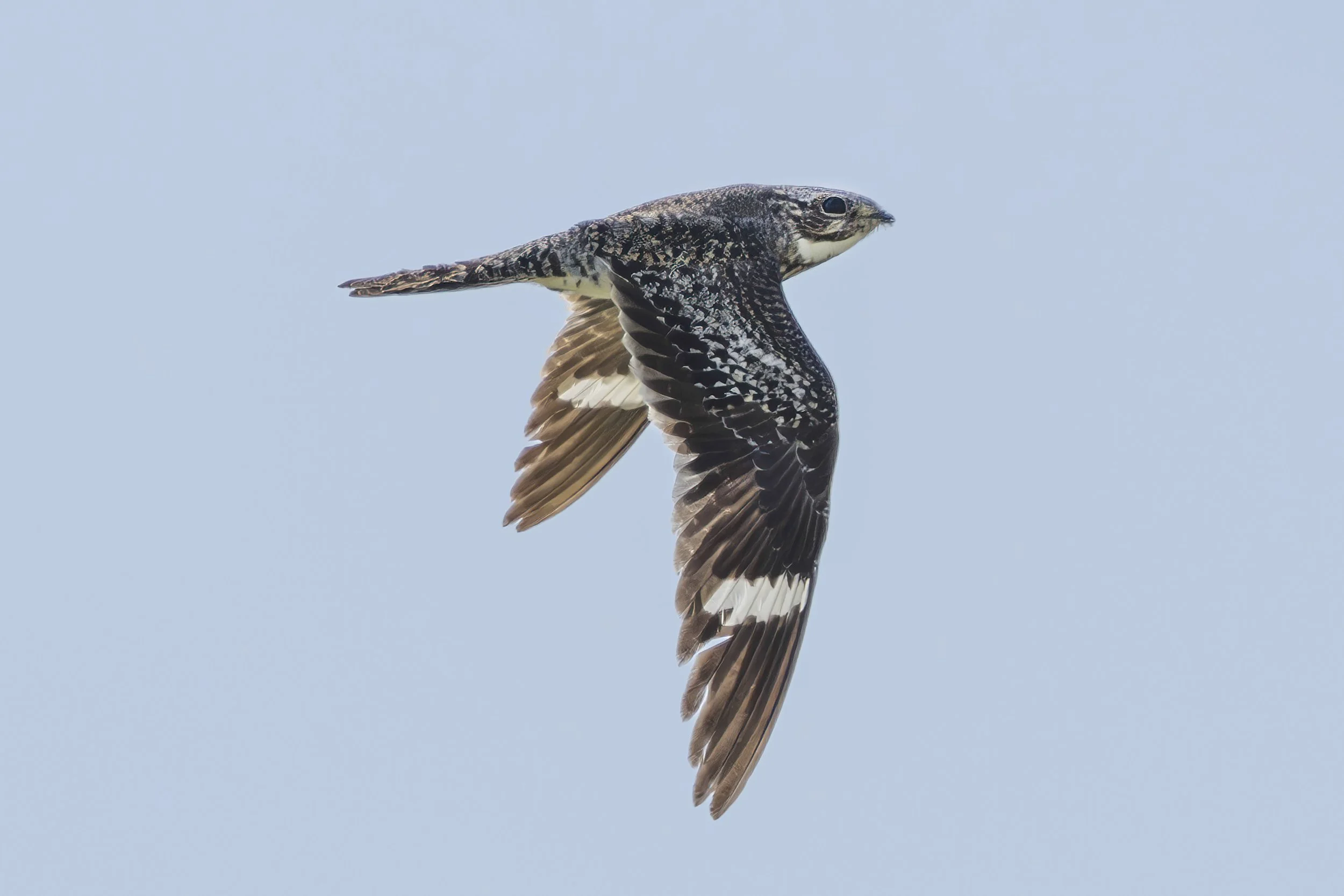 Common Nighthawk