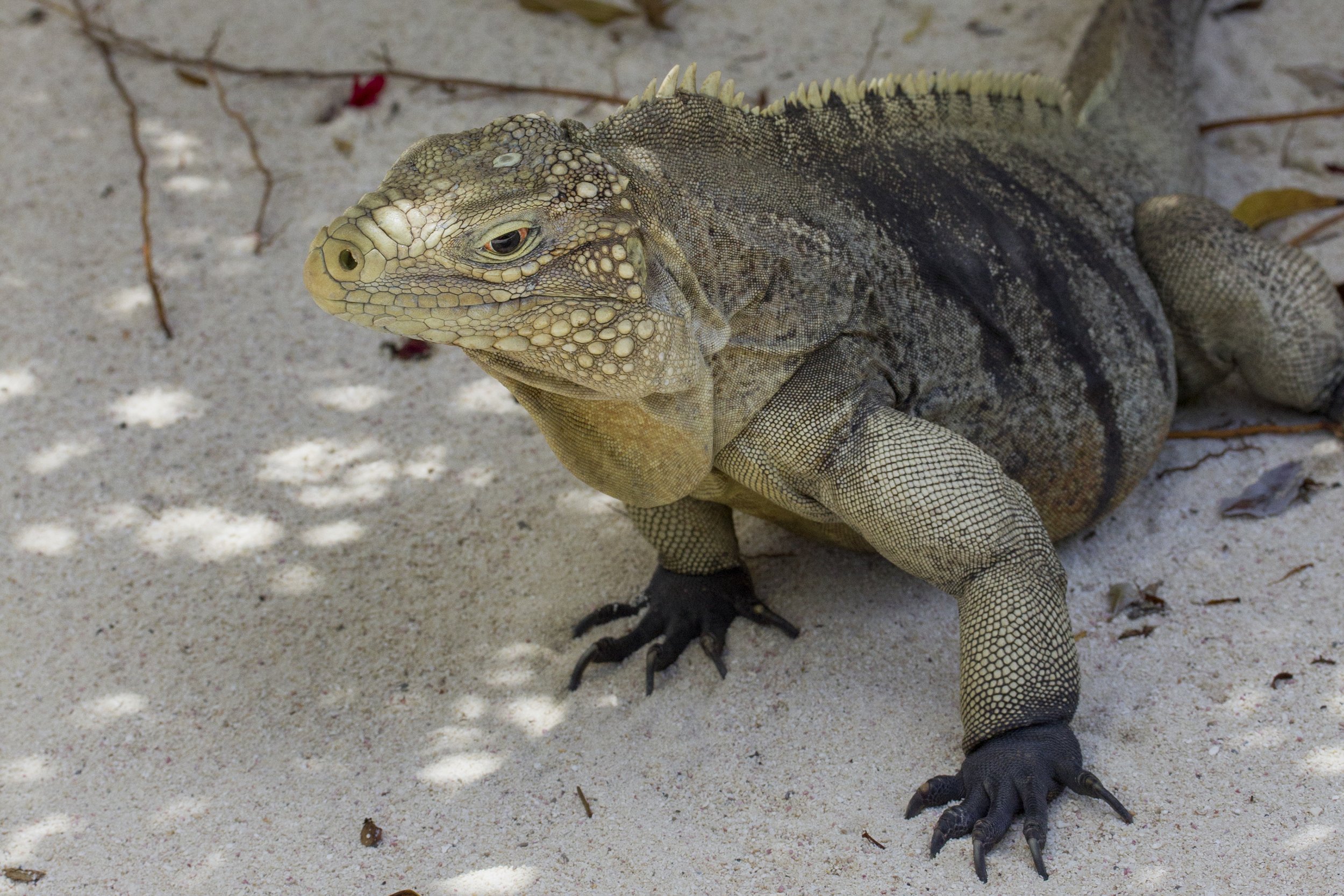 Iguana, Honduras