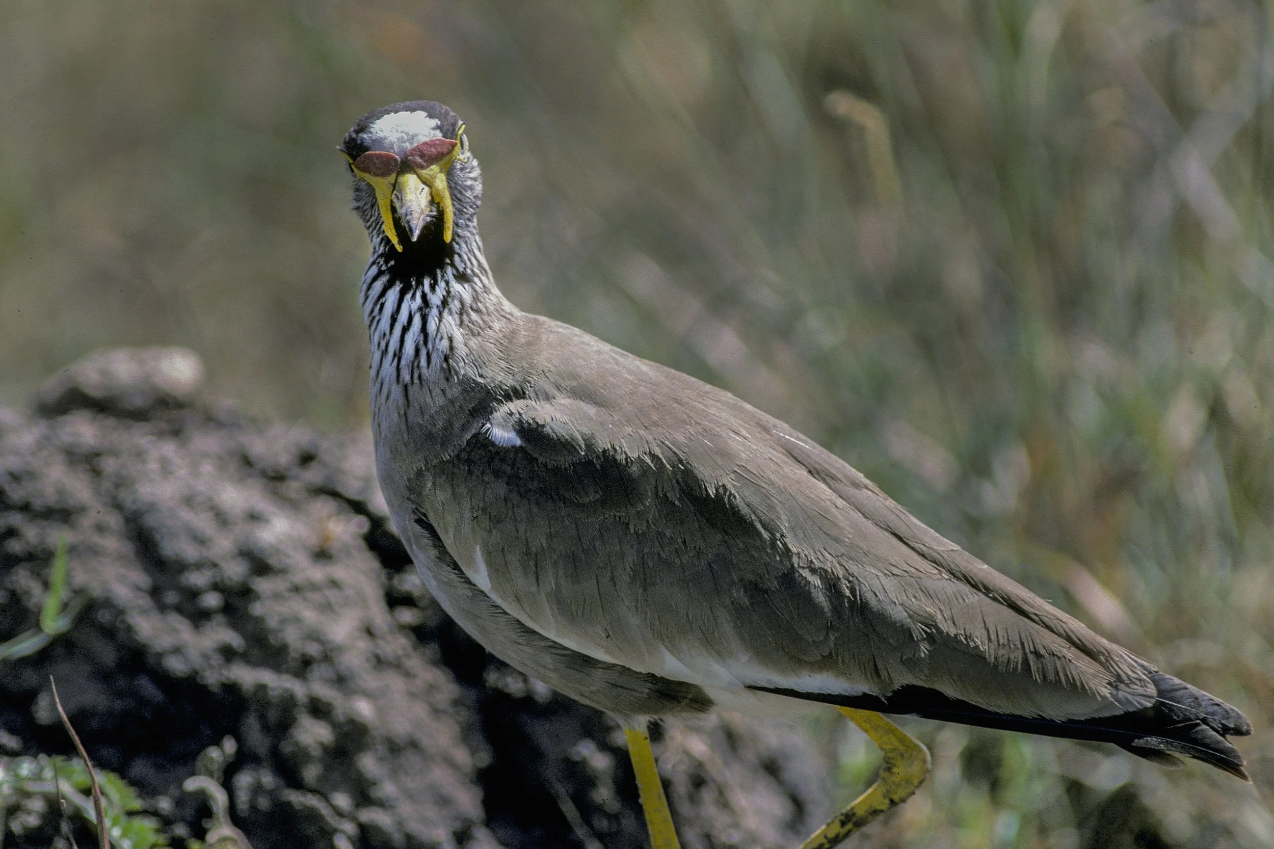 African Wattled Lapwing