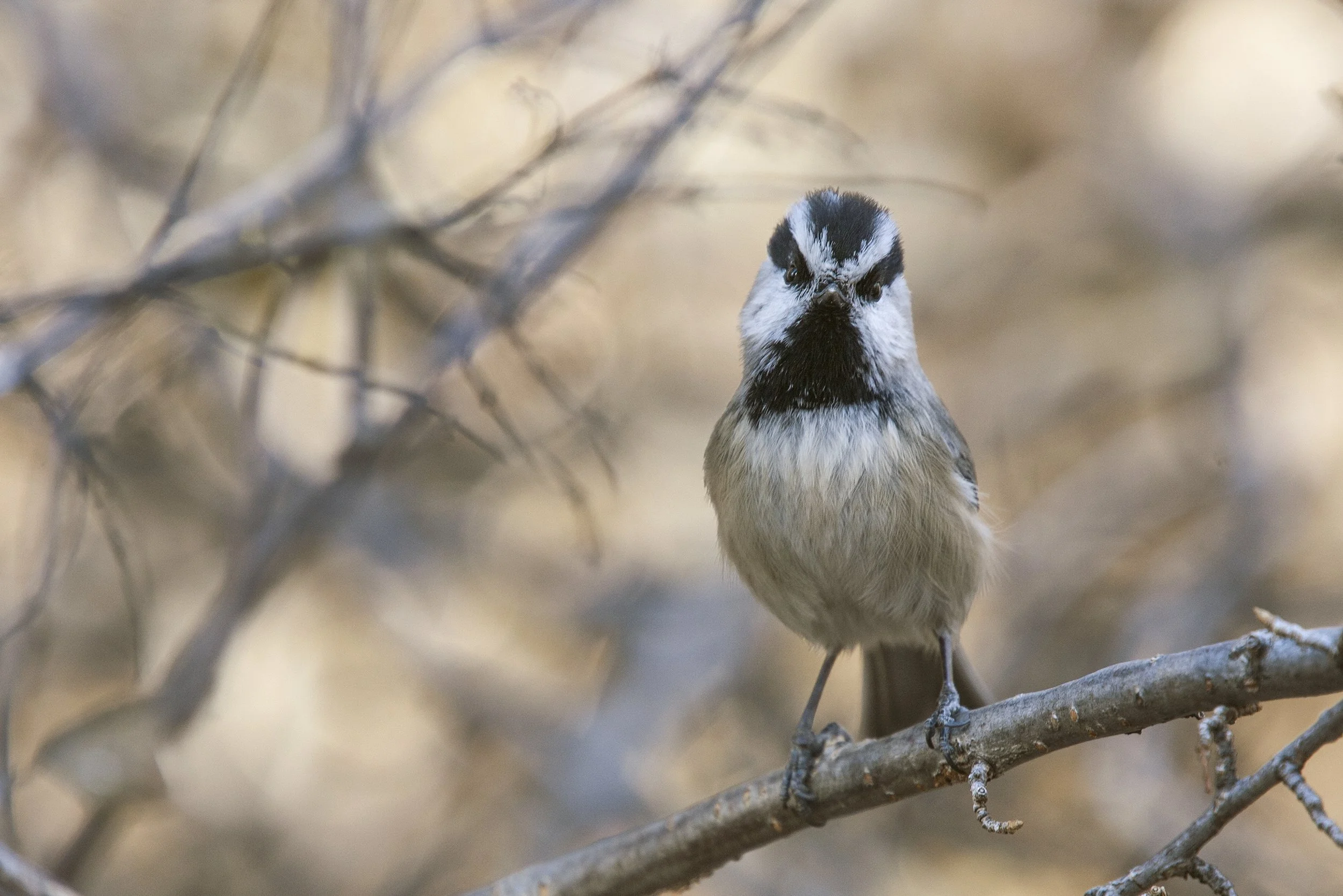Mountain Chickadee