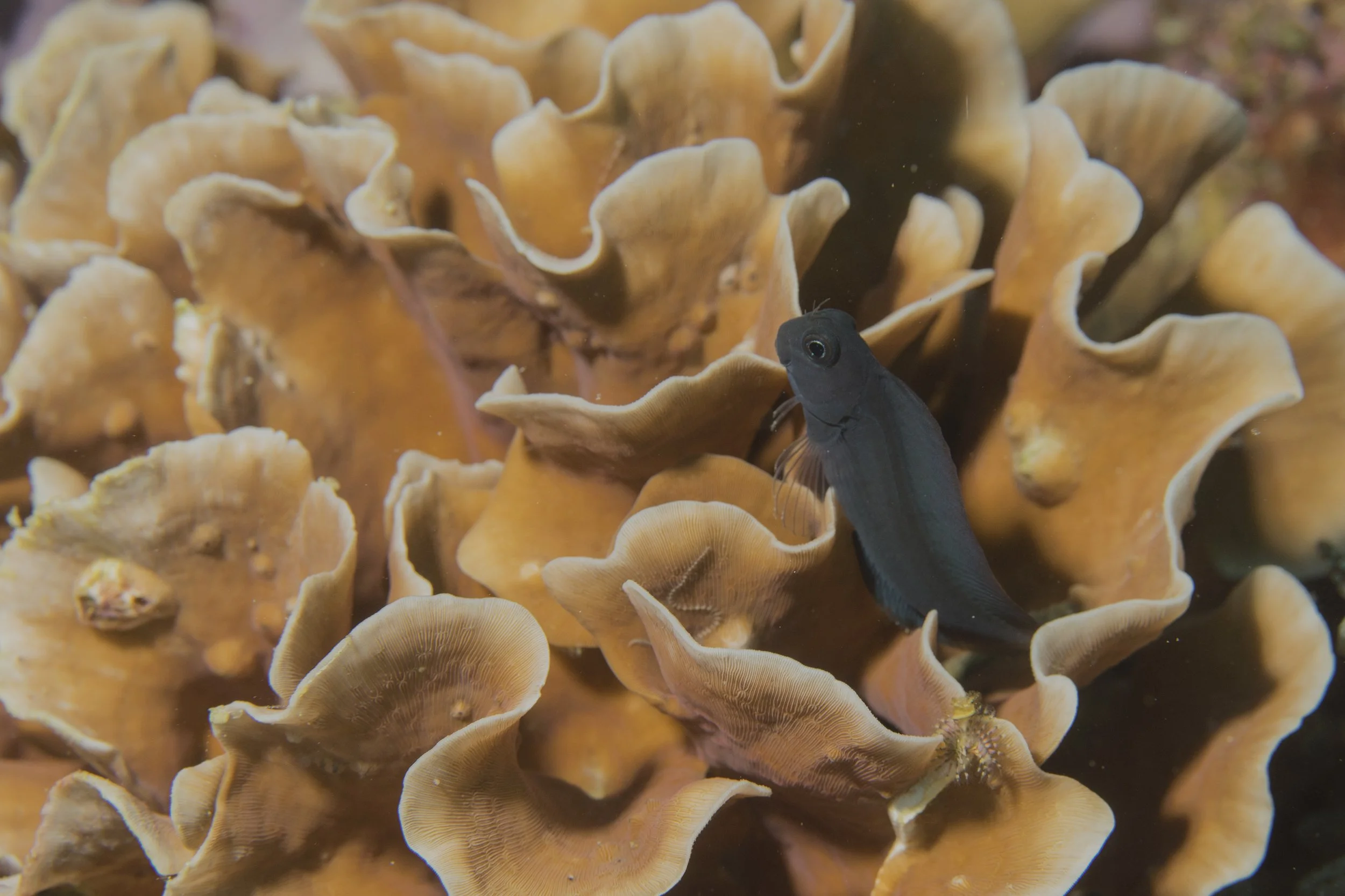 Komodo_DSC05619.jpg