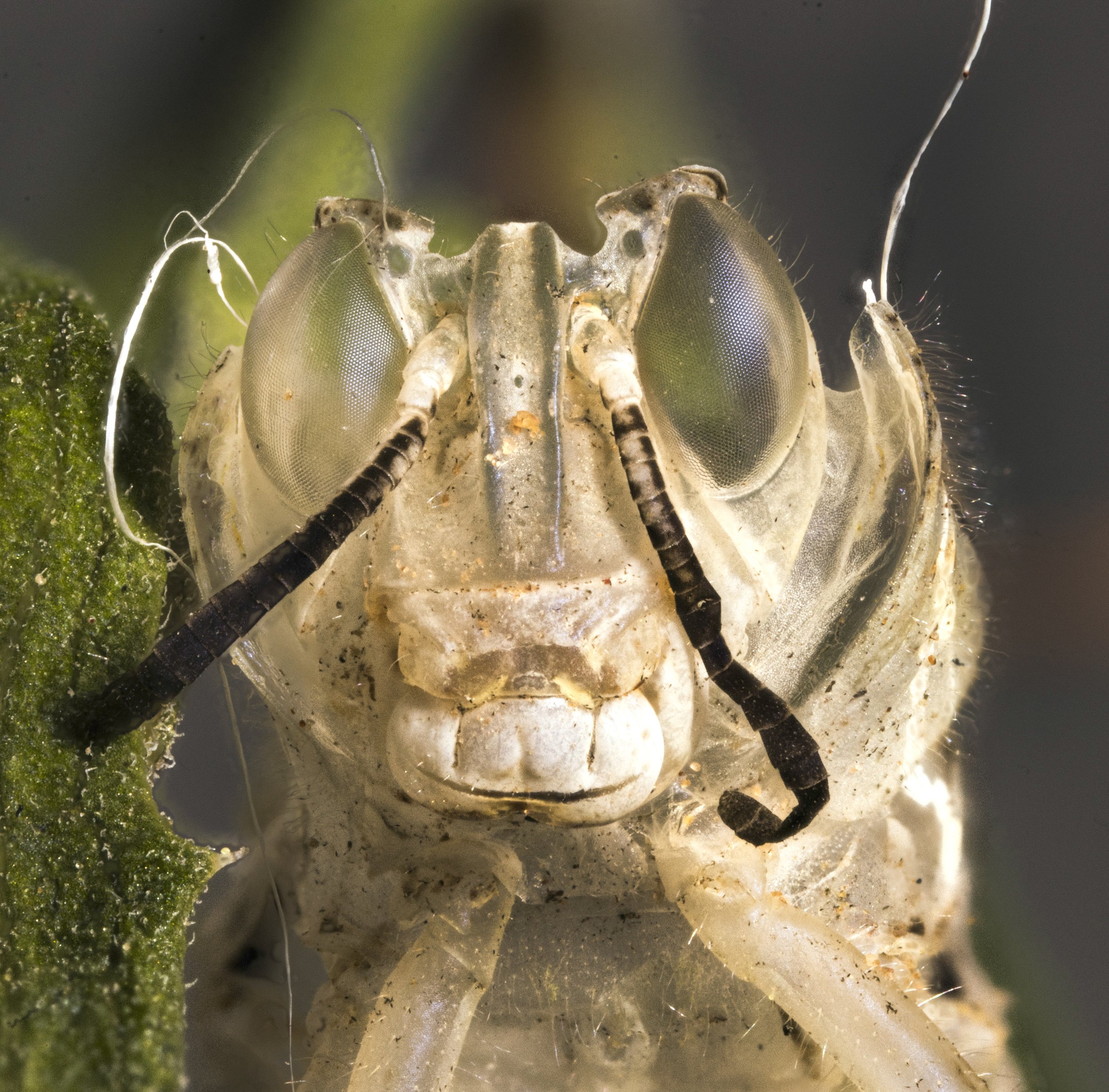 grasshopper_ exuvia.jpg