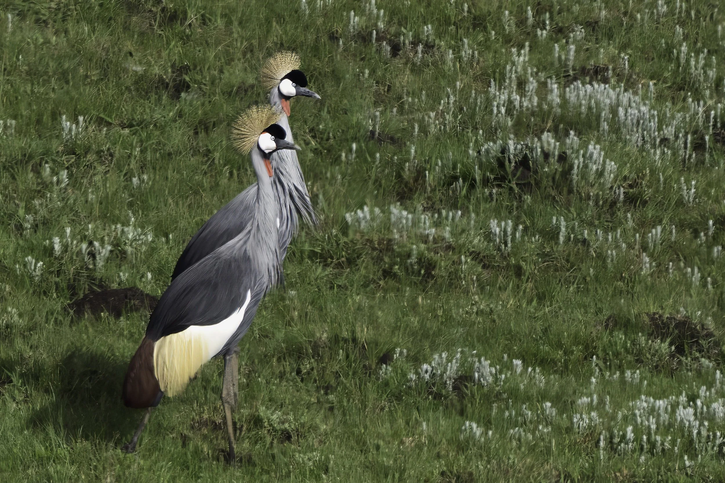 Gray Crowned Crane