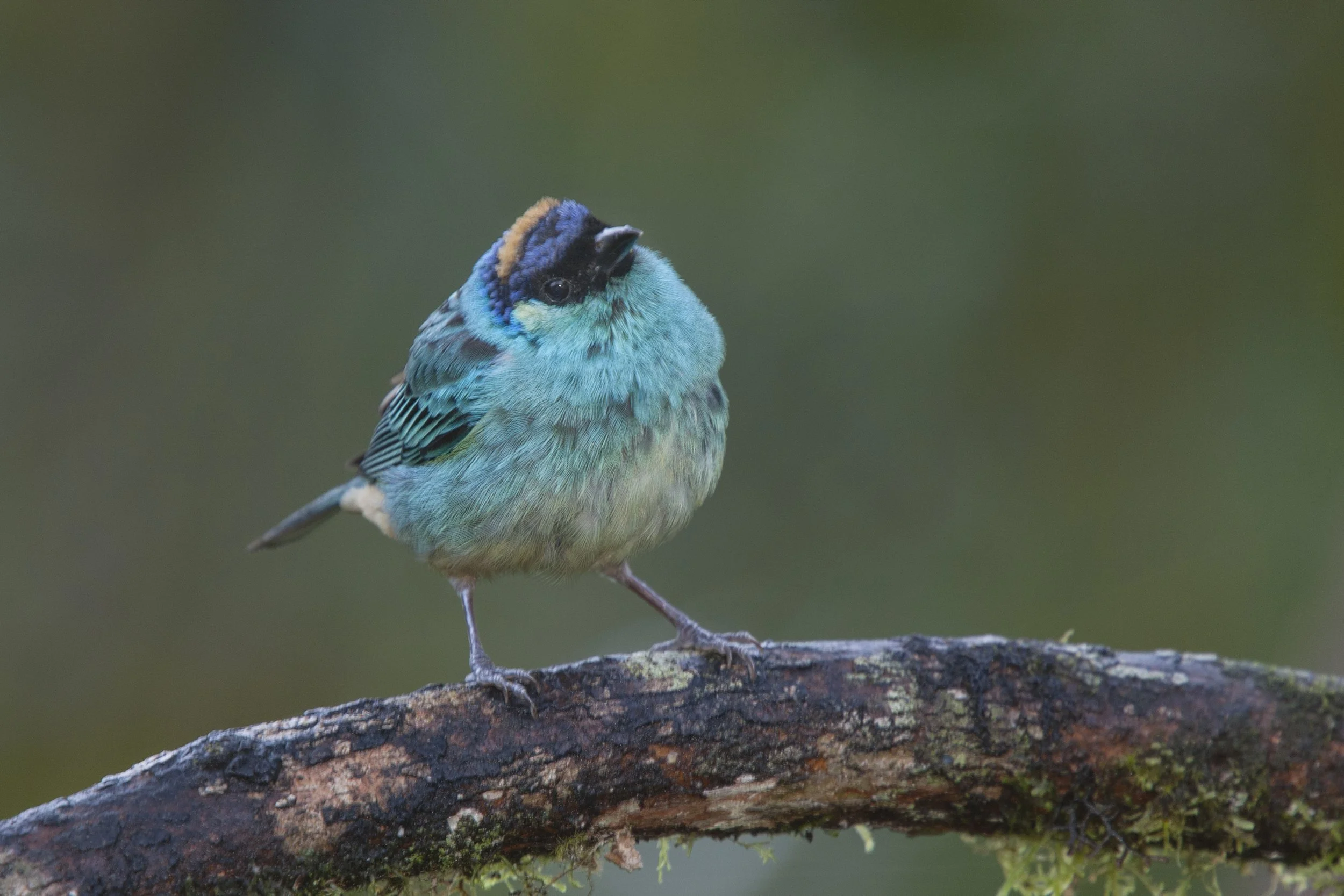 Golden Naped Tanager