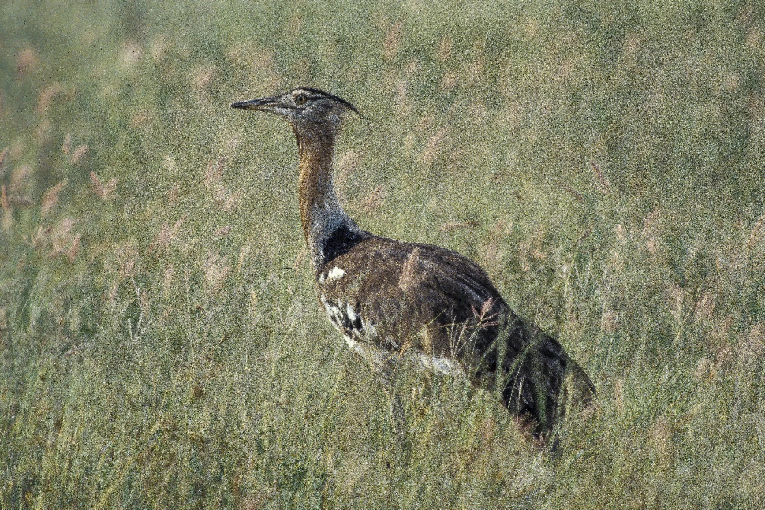  Kori Bustard