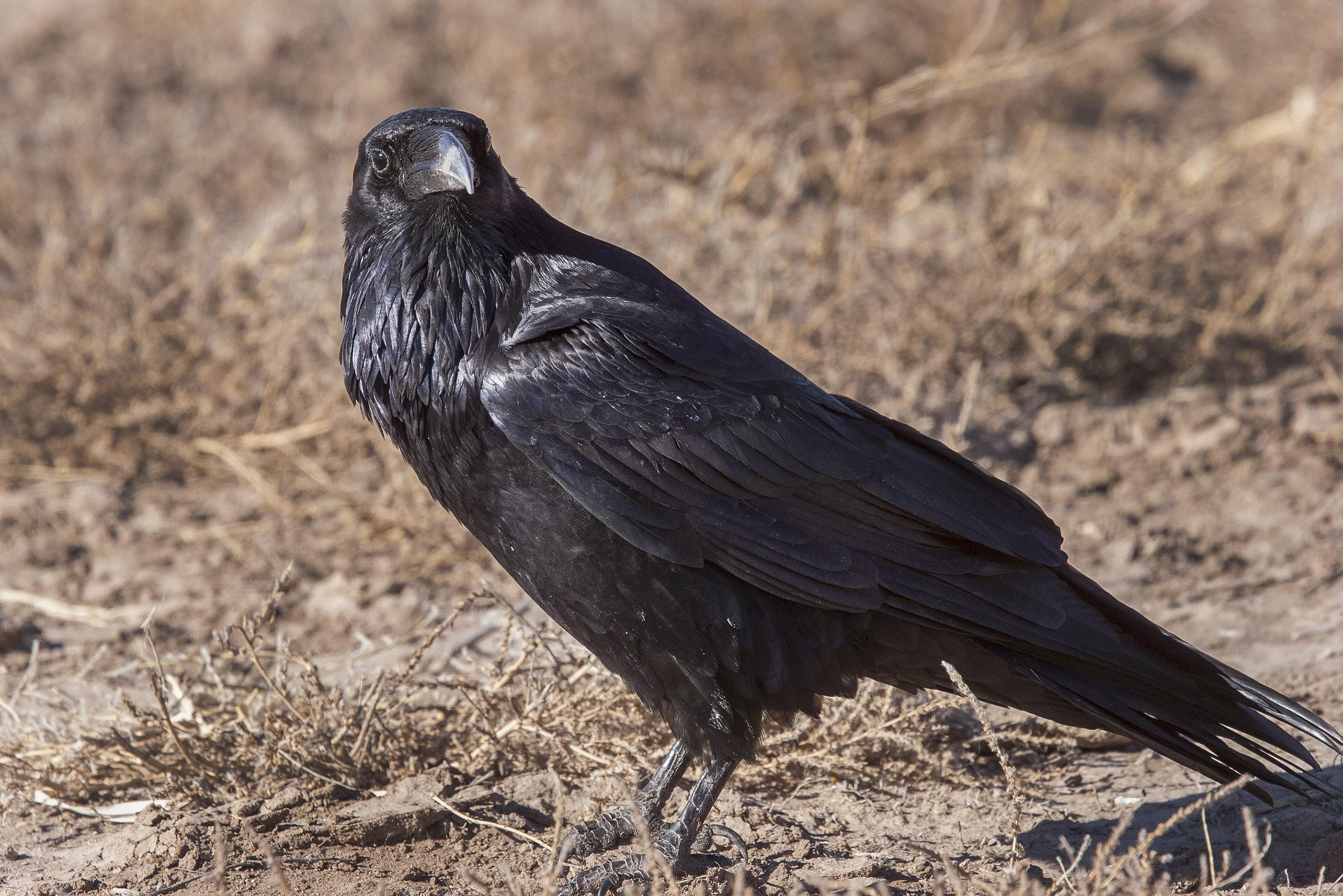 Common Raven