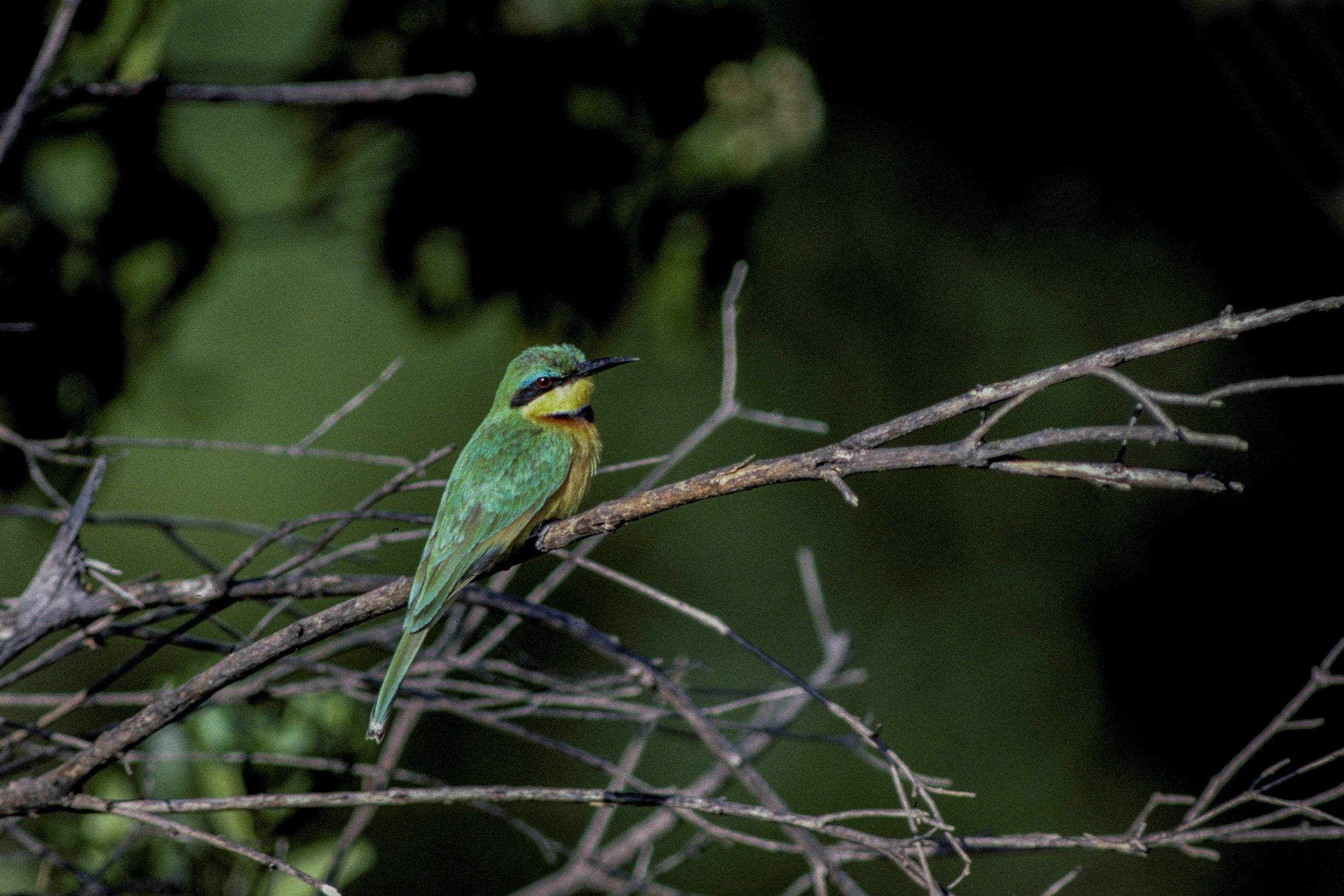Little Bee Eater
