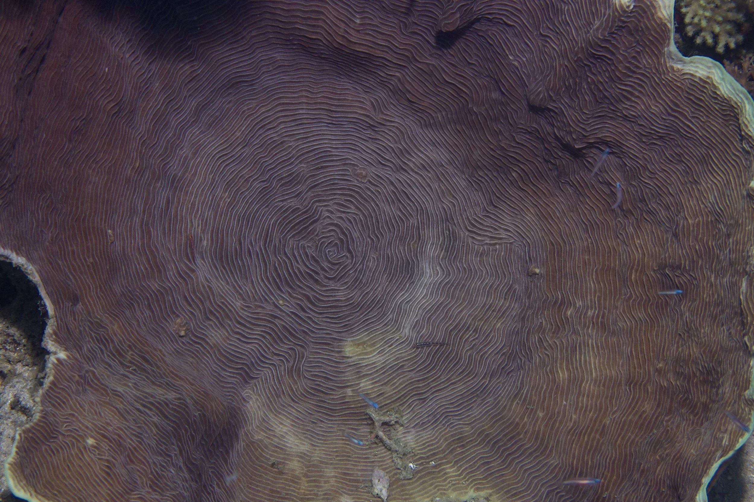 Halmahera_IMG_1691.jpg