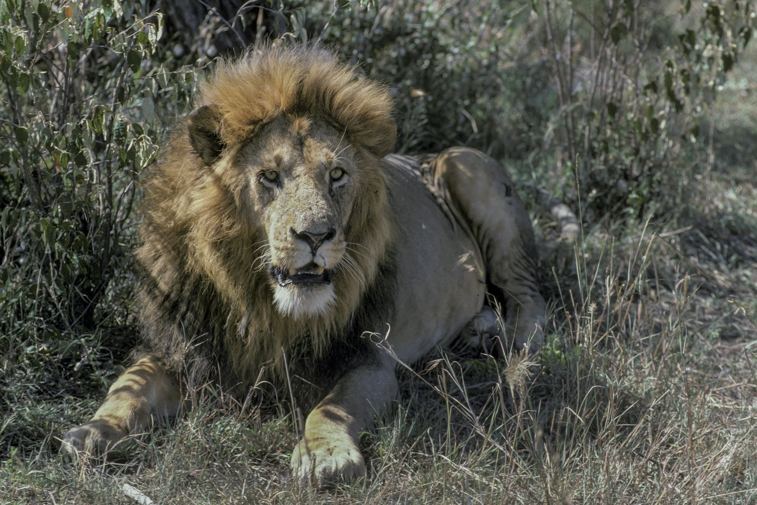 Lion