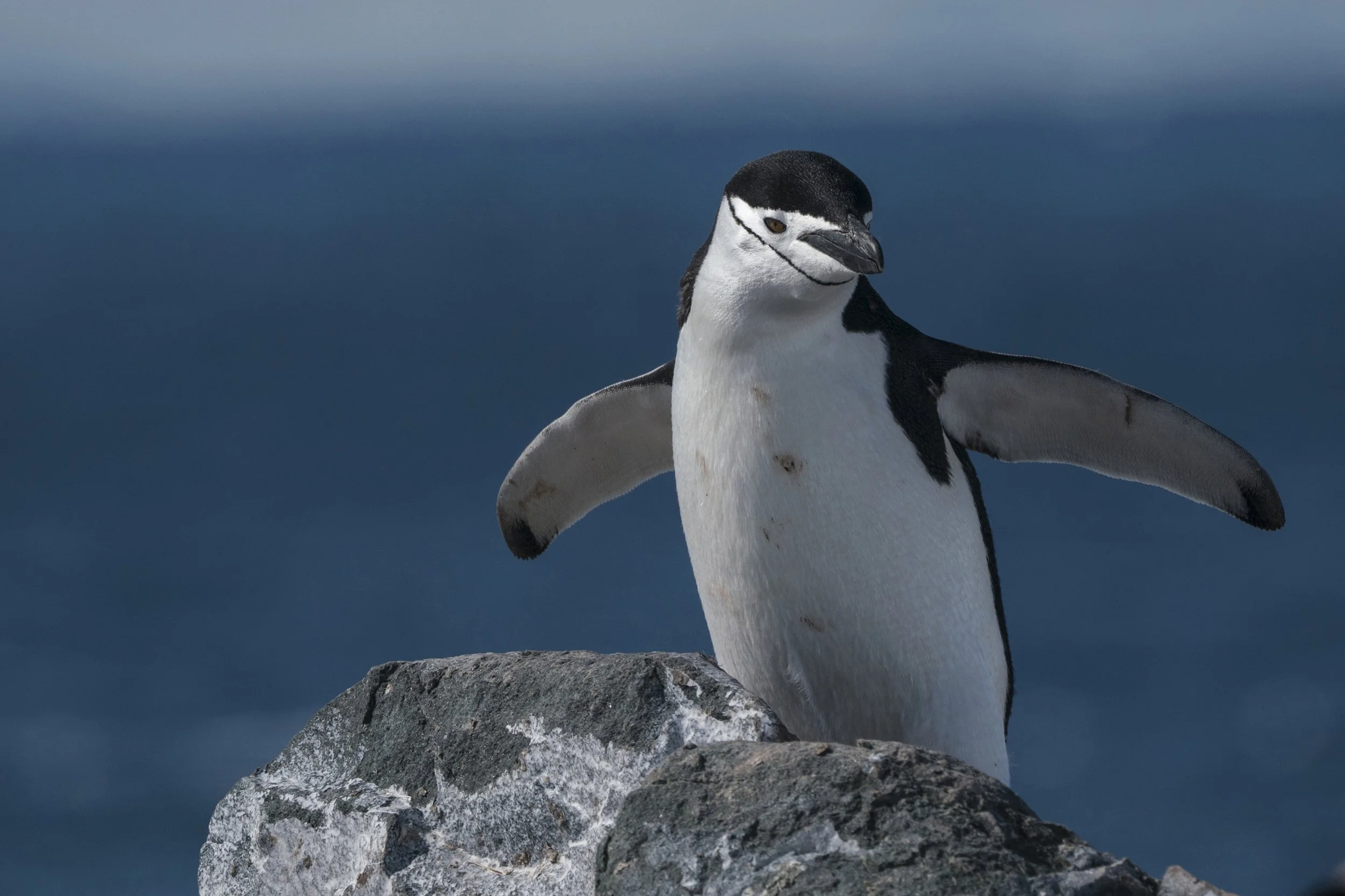 Chinstrap Penguin
