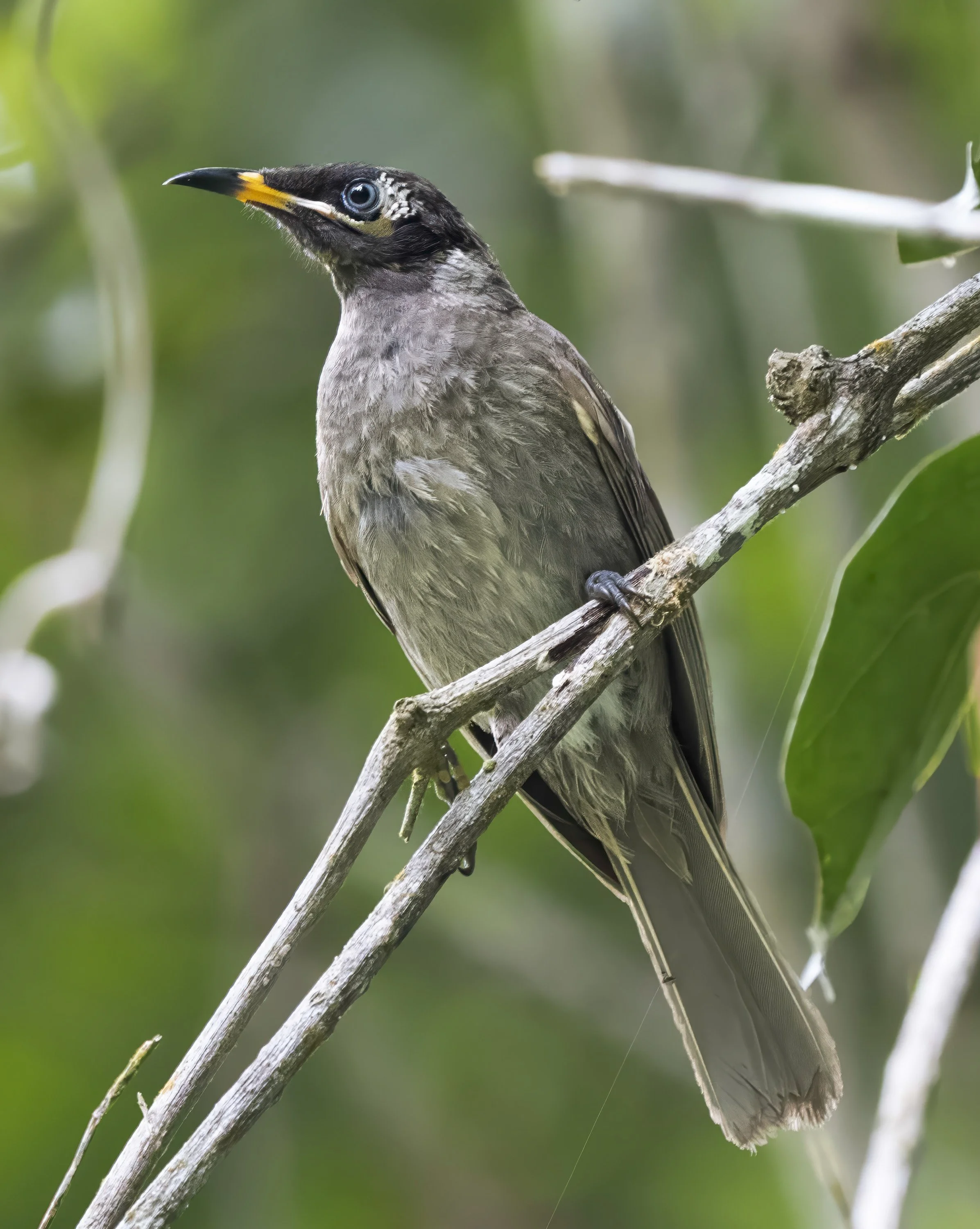 Bridled Honeyeater