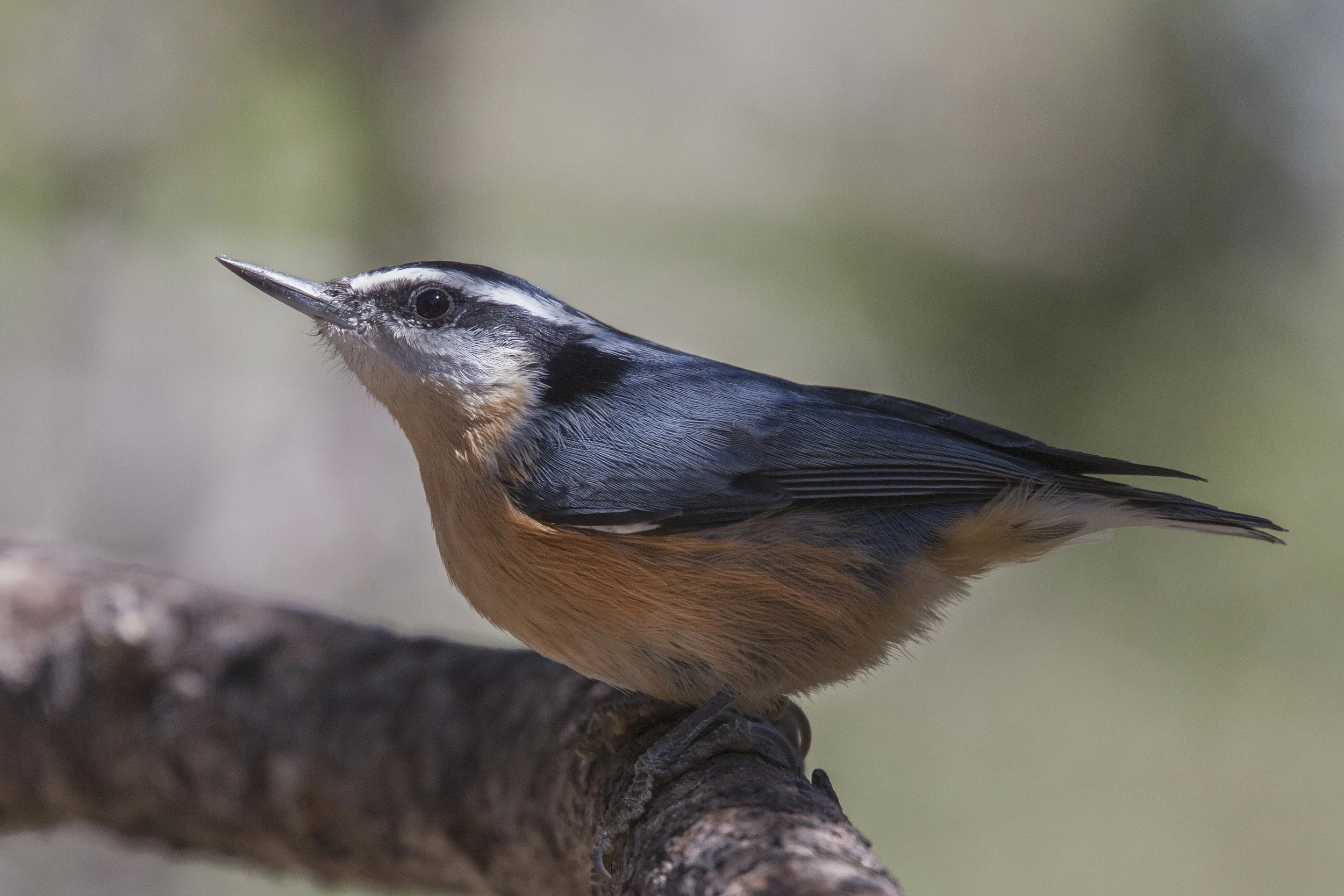 Red-breasted Nuthatch