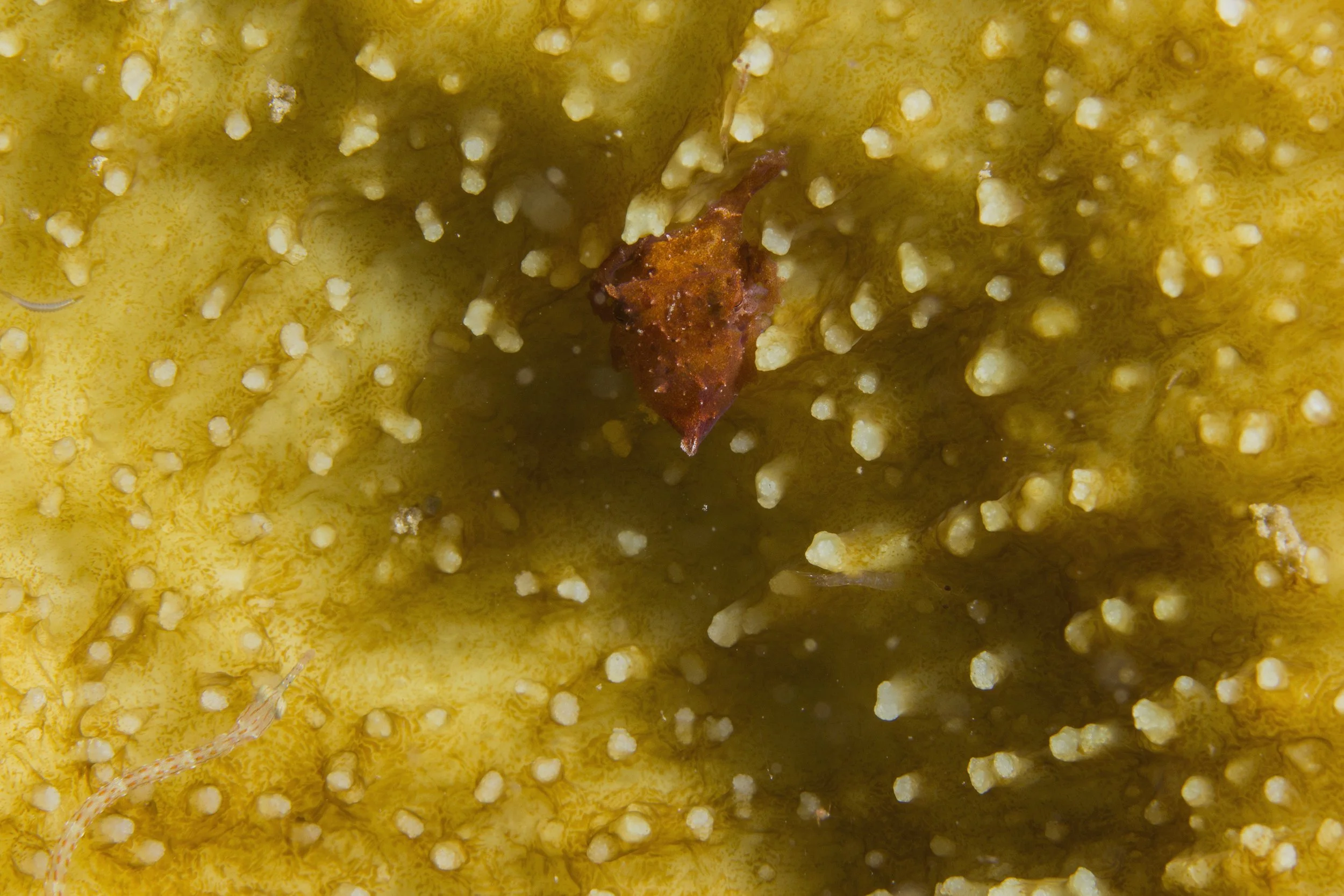 Lembeh_IMG_0466.jpg