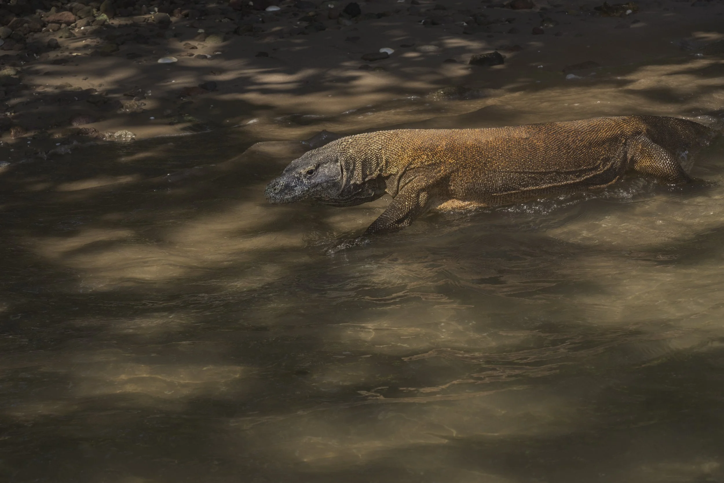 Komodo_DSC08514.jpg