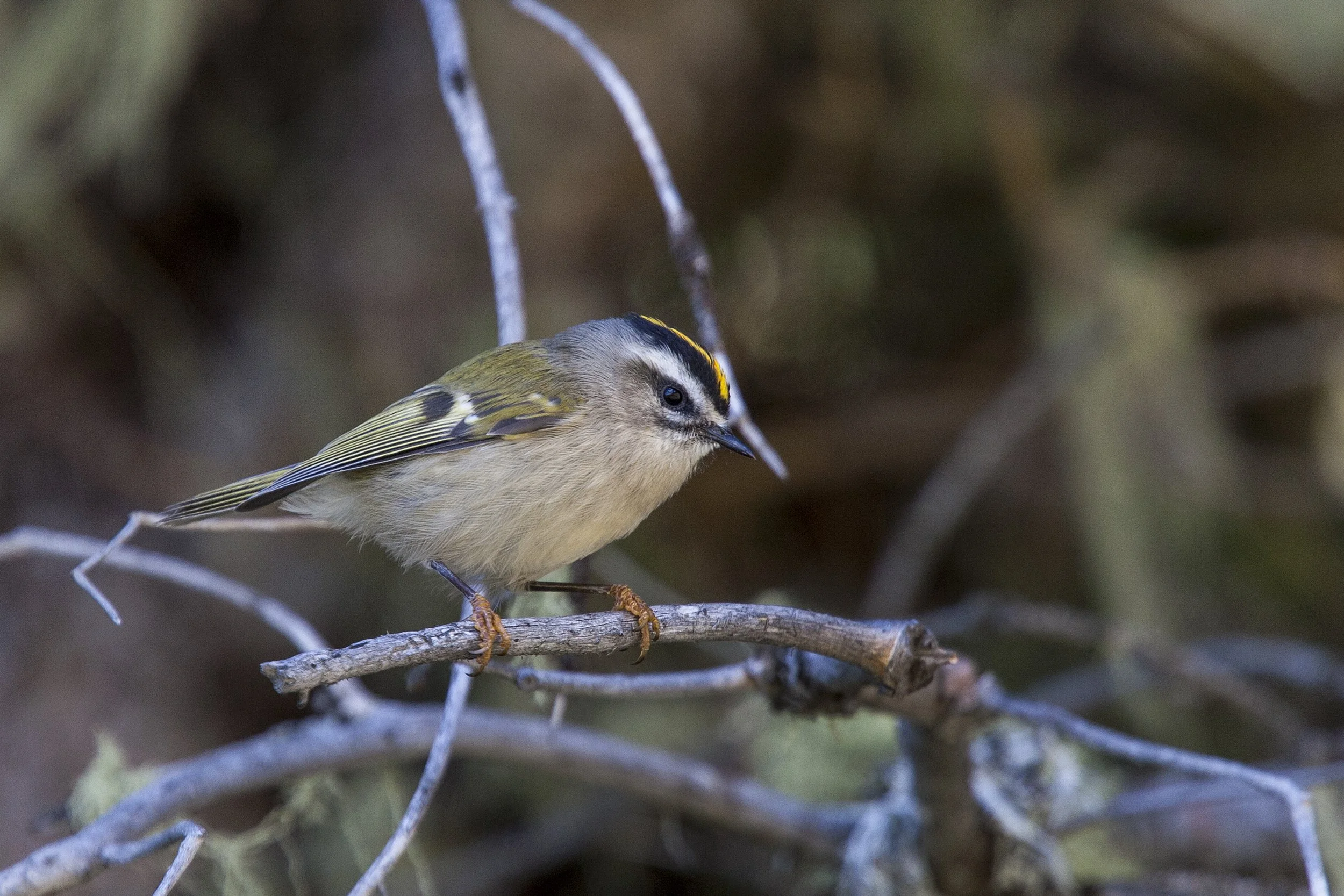 Golden Crowned Kinglet