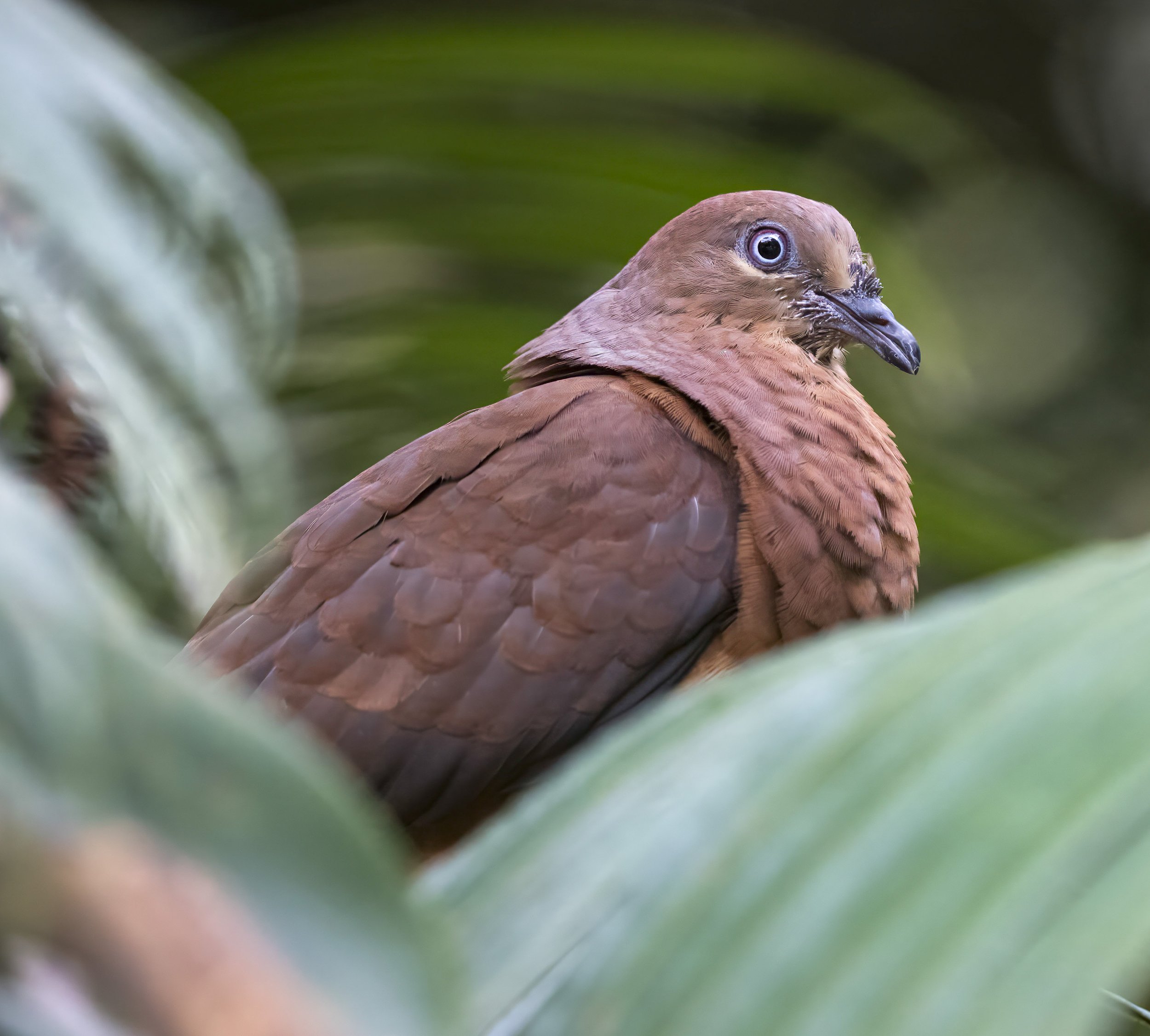 Brown Cuckoo-Dove