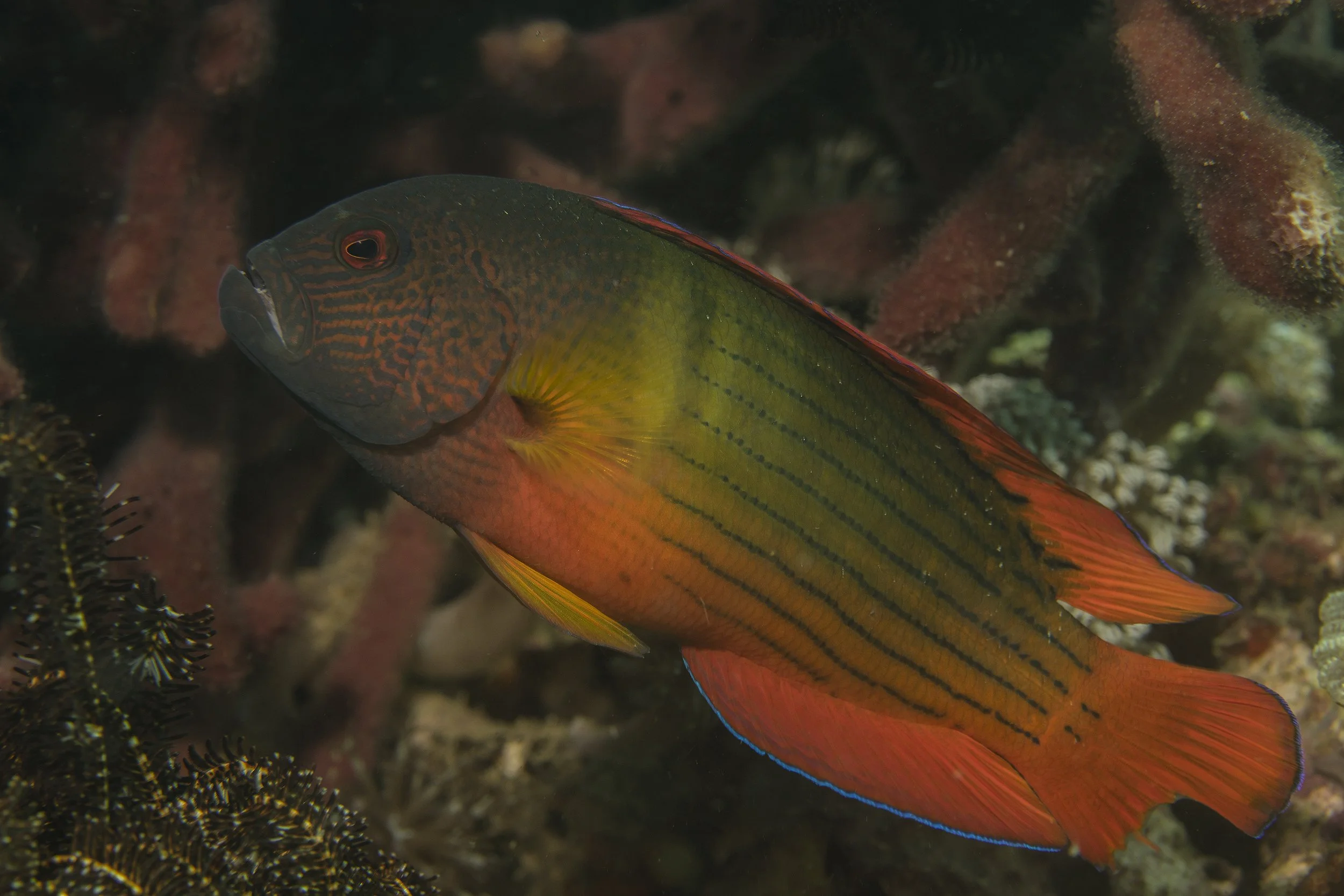 Komodo_DSC07873.jpg