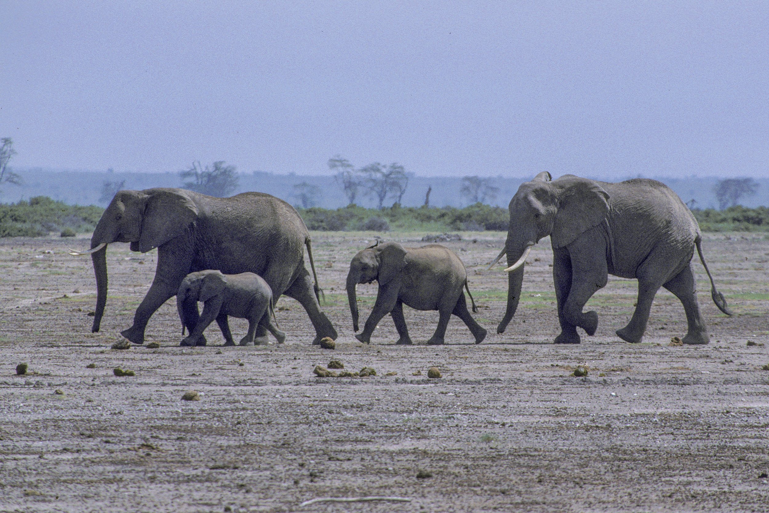 Elephant