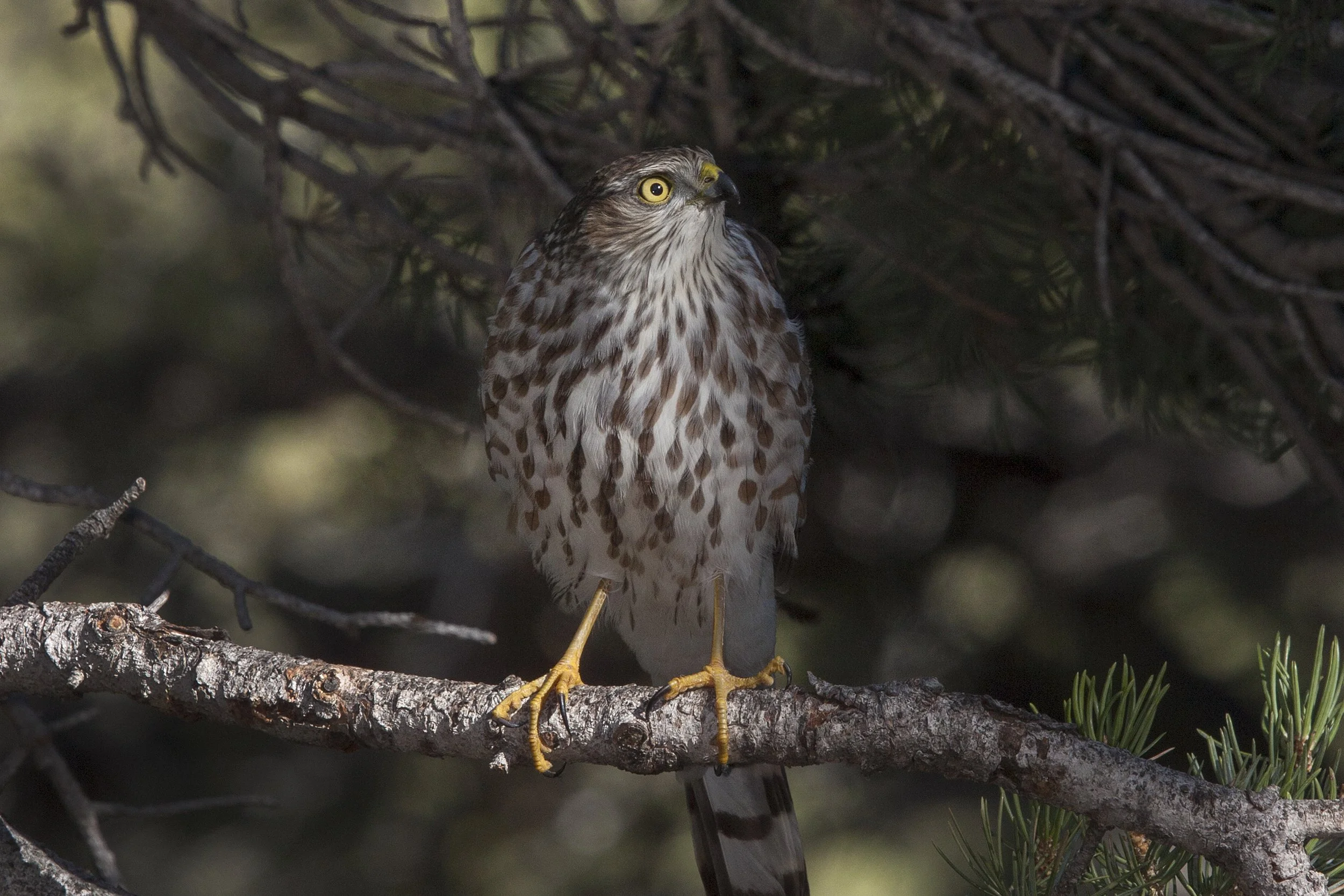 Sharp Shinned Hawk