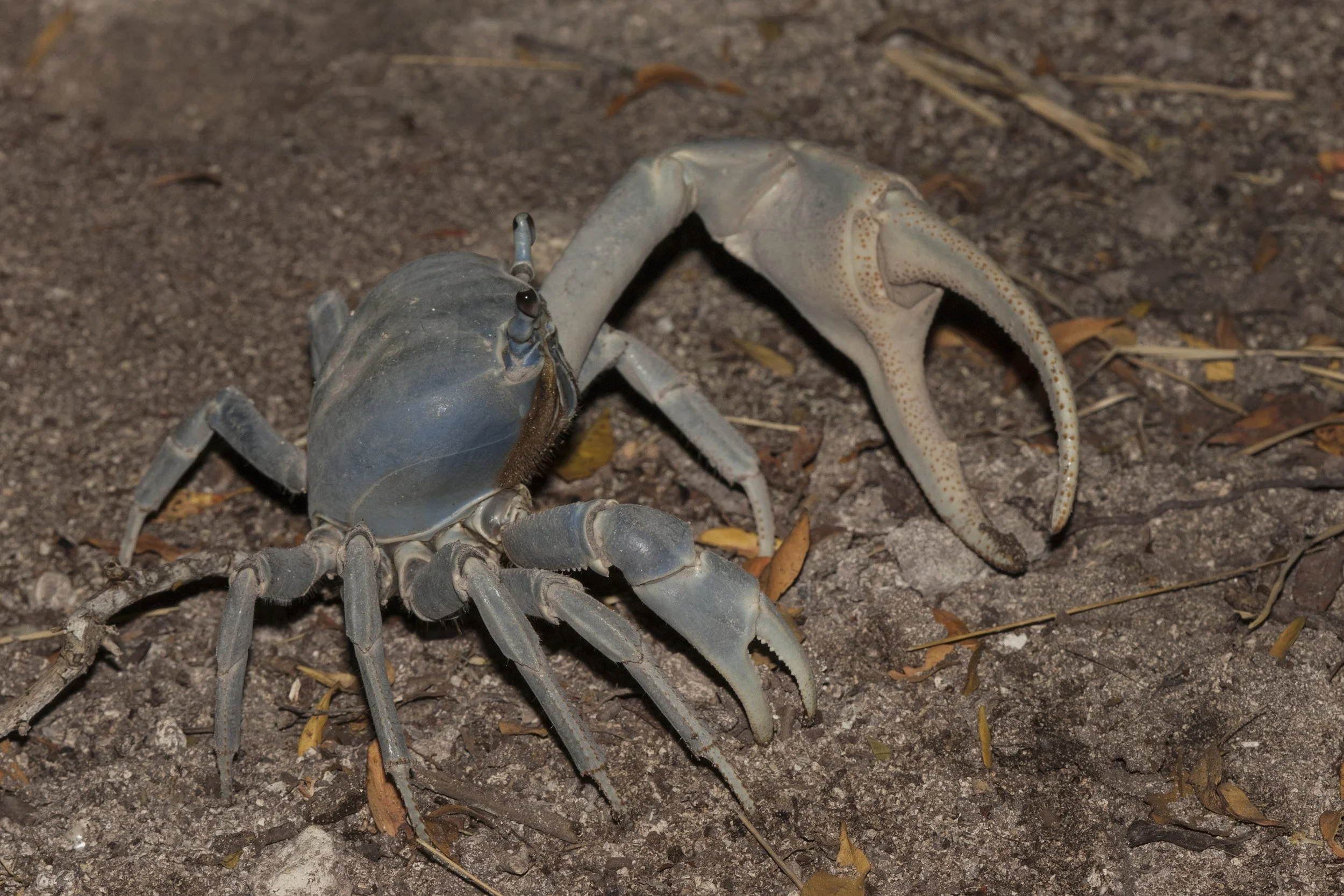 Fiddler Crab, Honduras