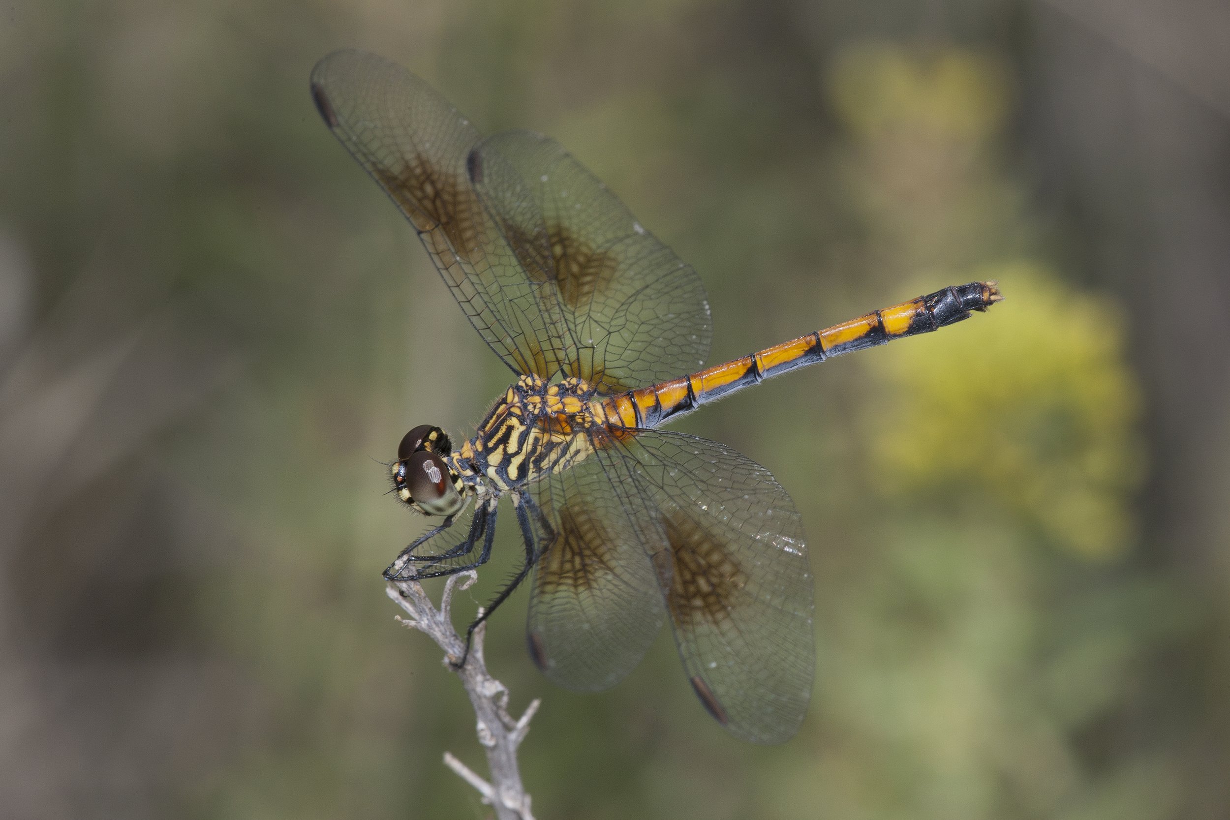 Seaside Dragonlet (Erythrodiplax berenice)_DS3_5052.jpg