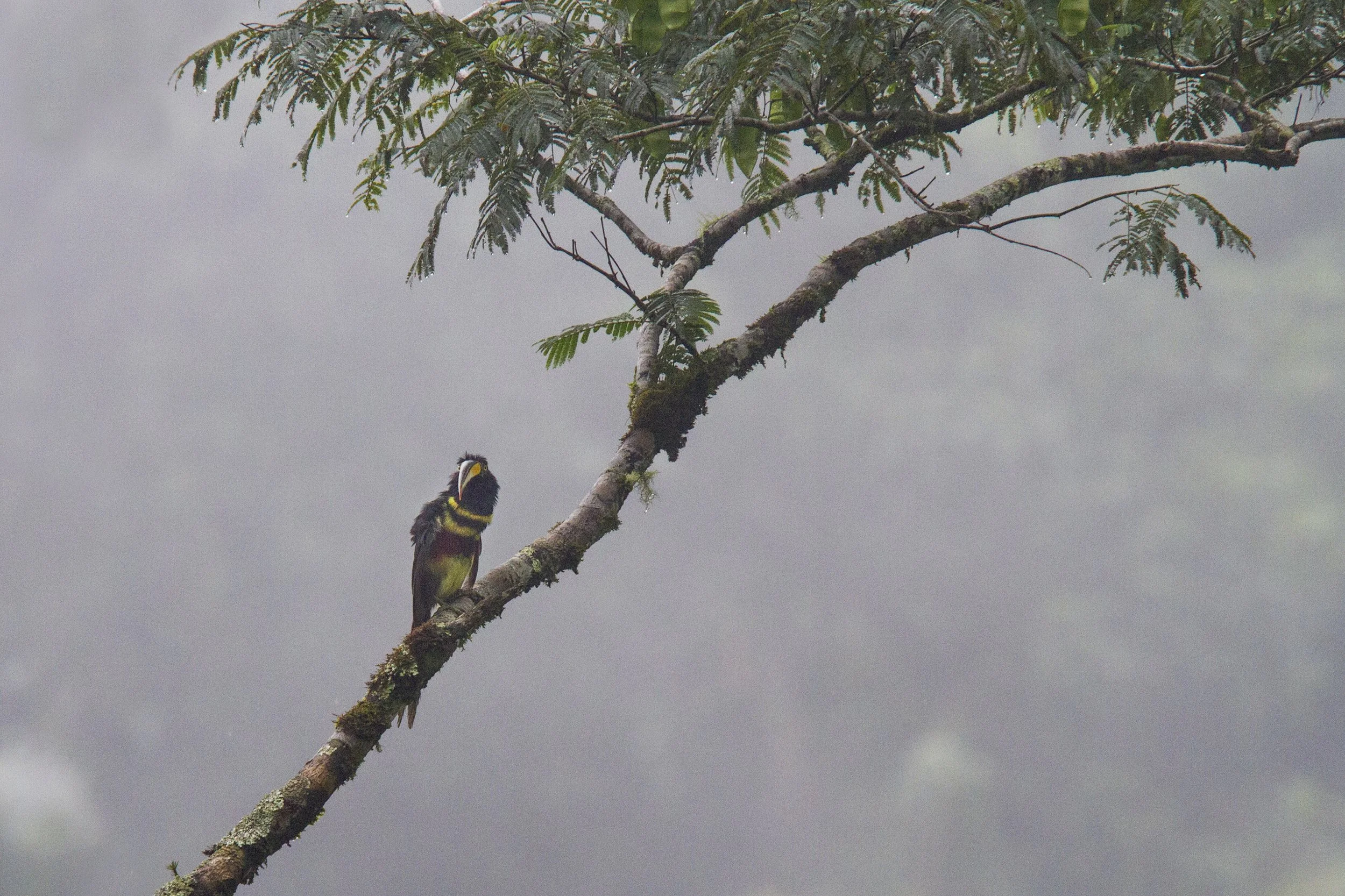   Many Banded Aracari