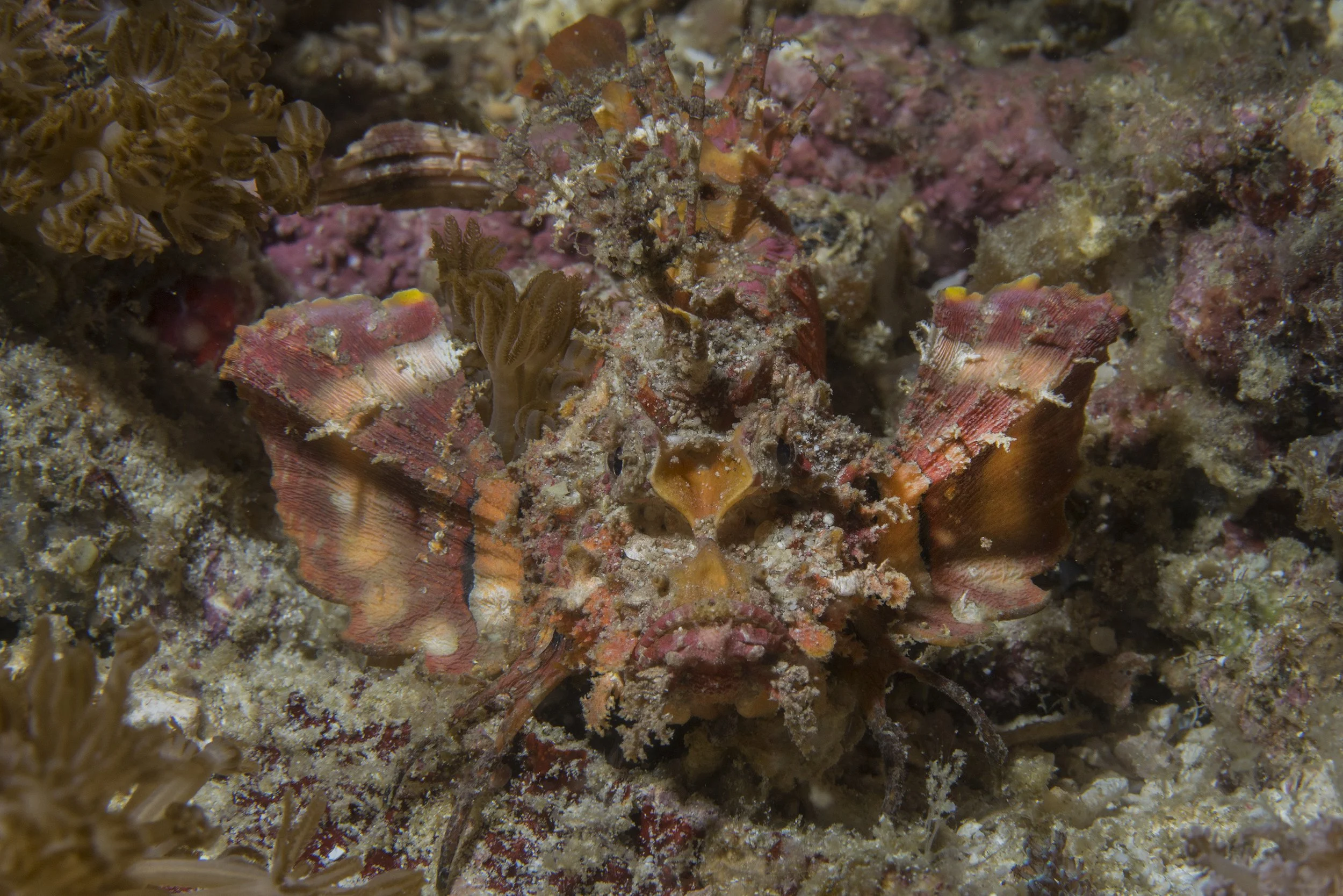 Komodo_DSC08047.jpg