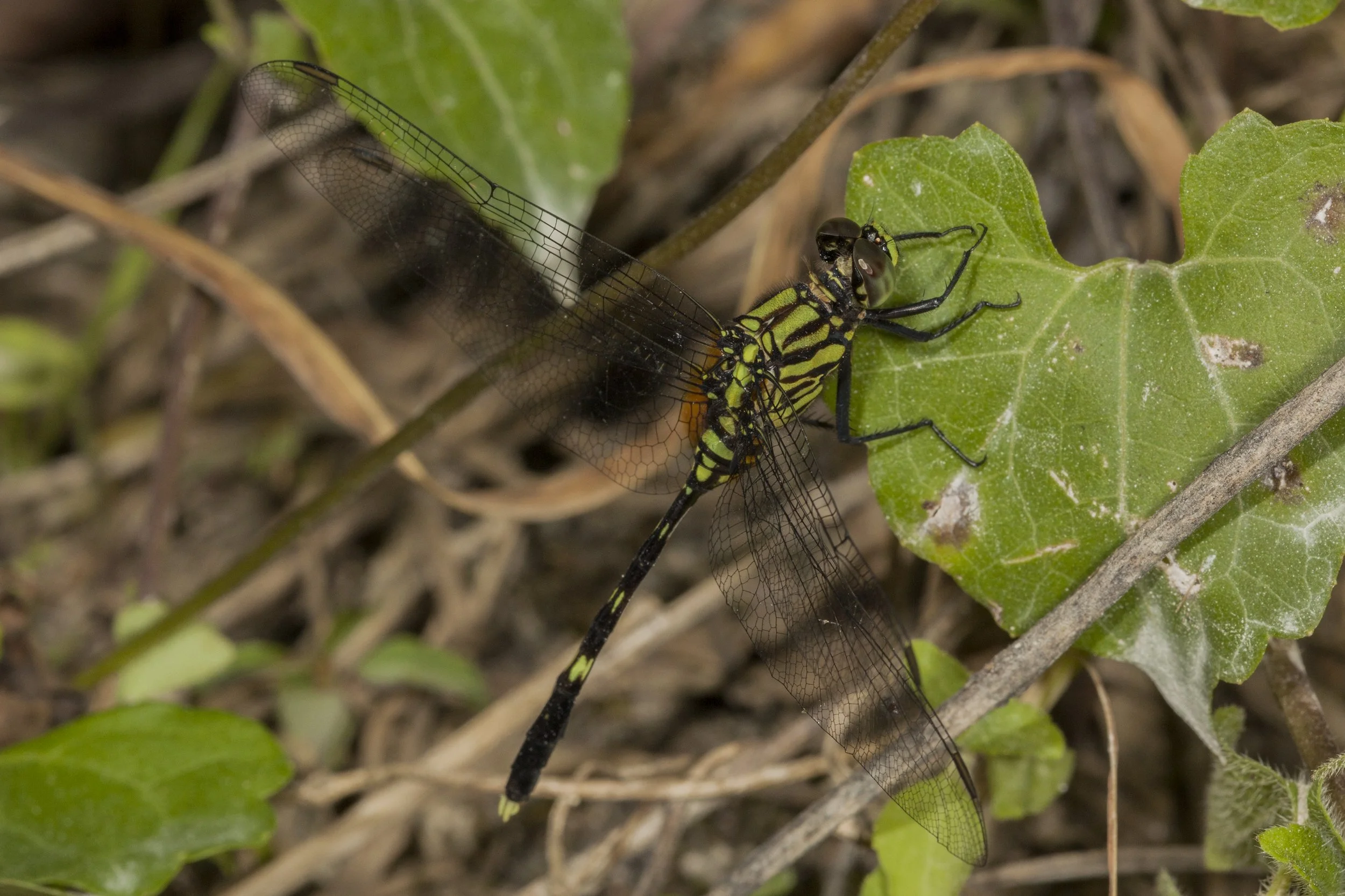 Halmahera_IMG_0763.jpg