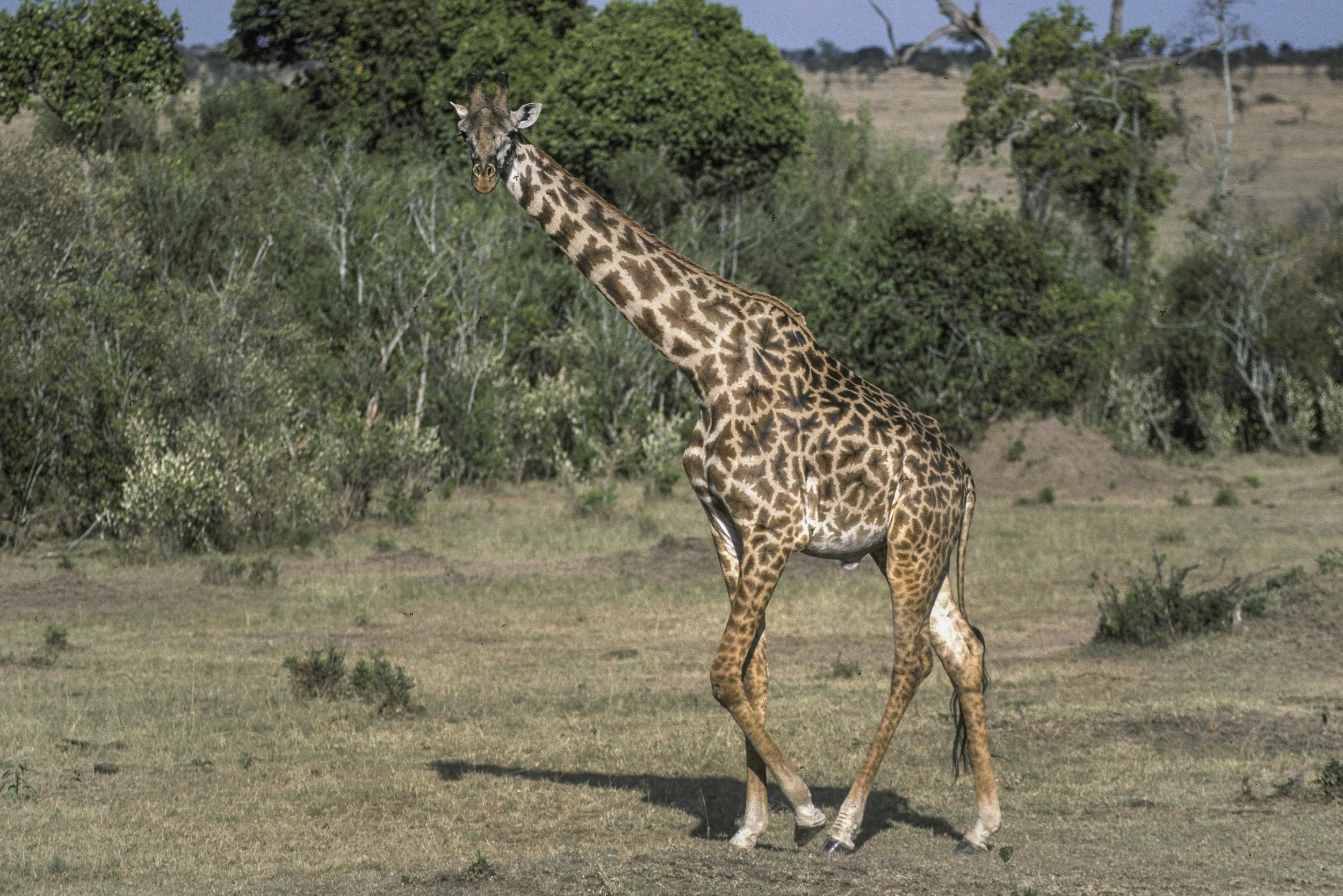 Giraffe