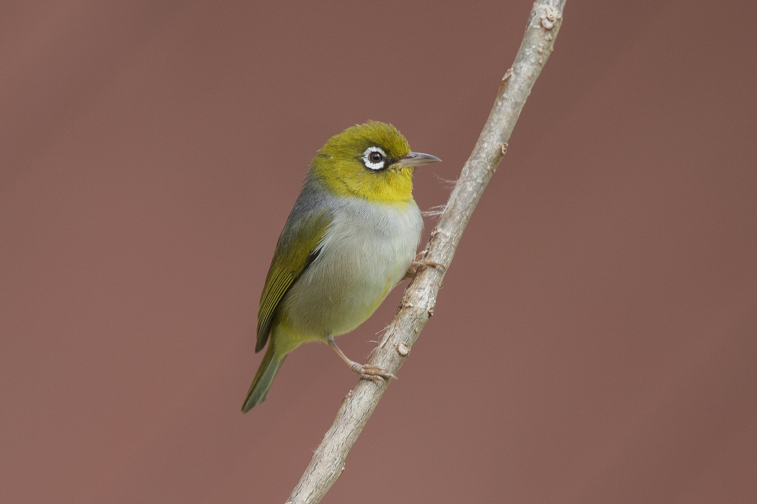Fiji, Silvereye