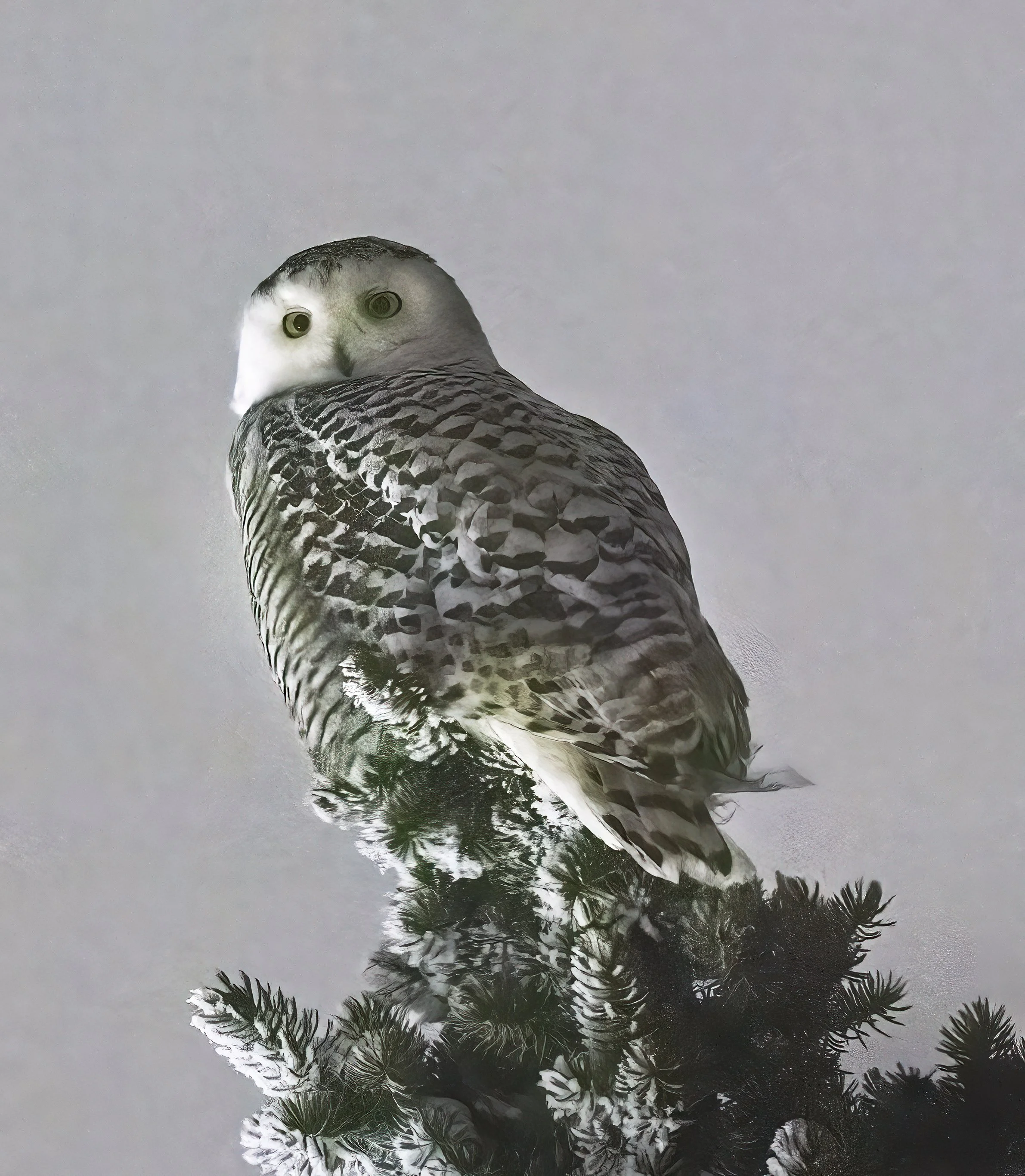 Snowy Owl