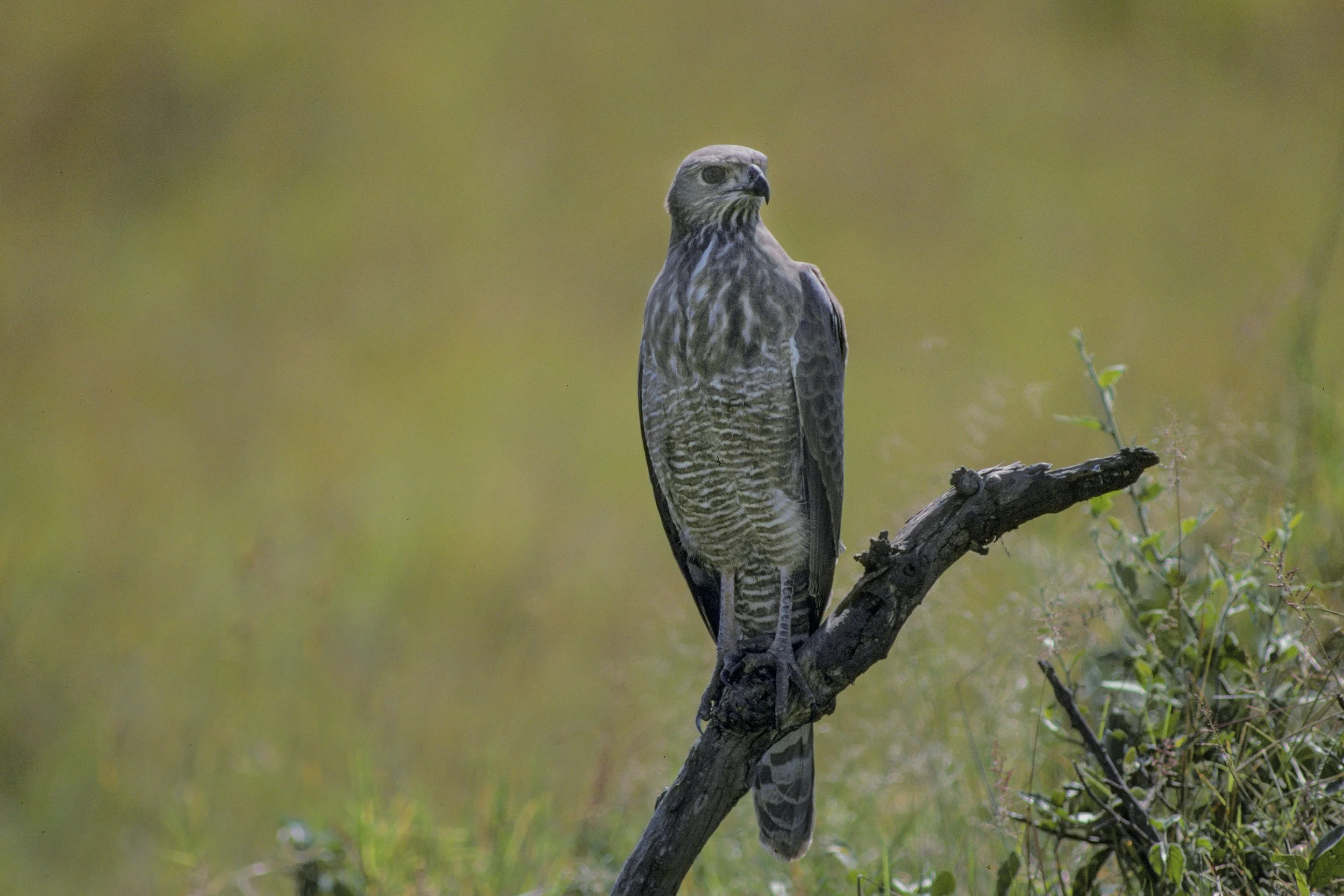 Pale Chanting Goshawk