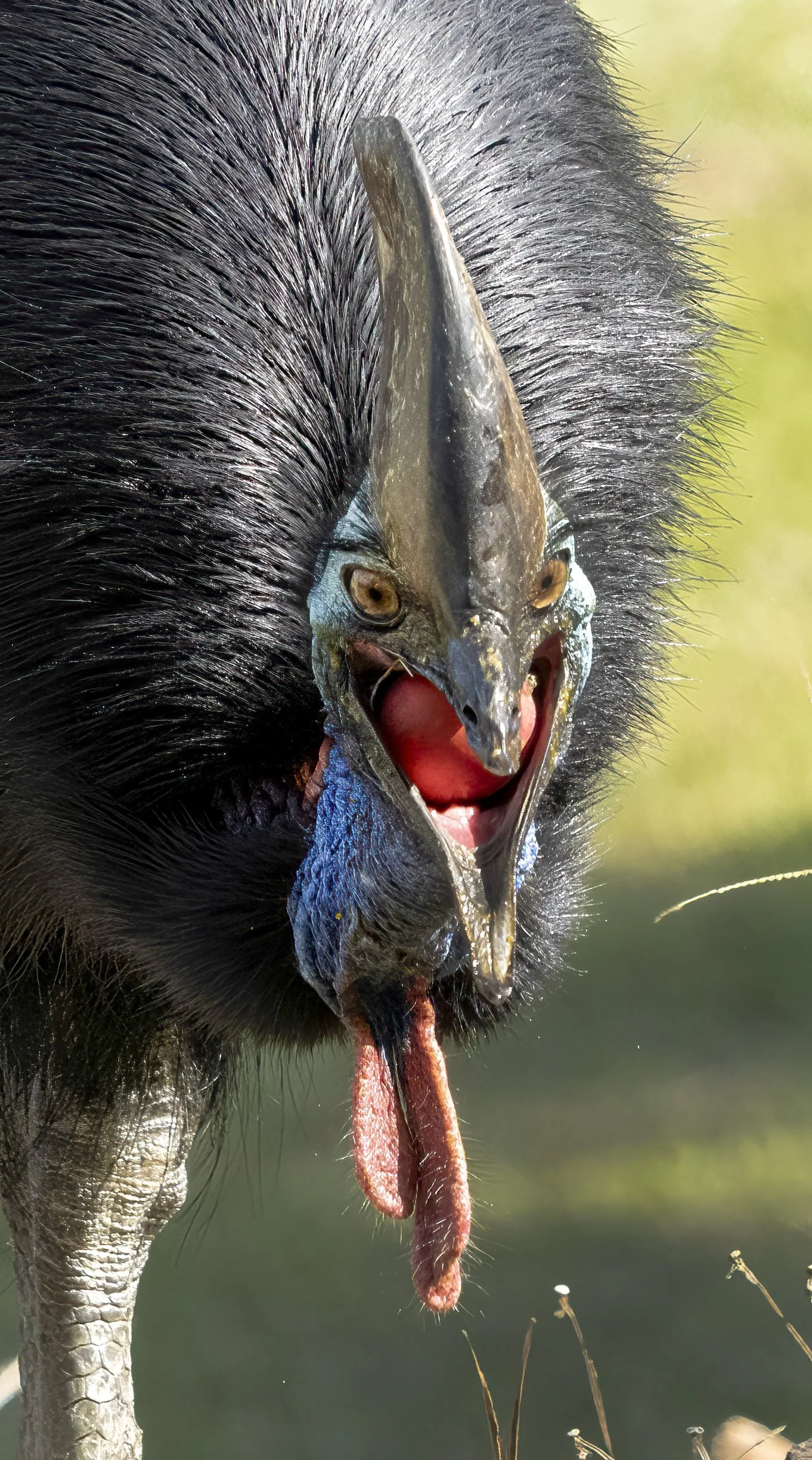 Southern Cassowary