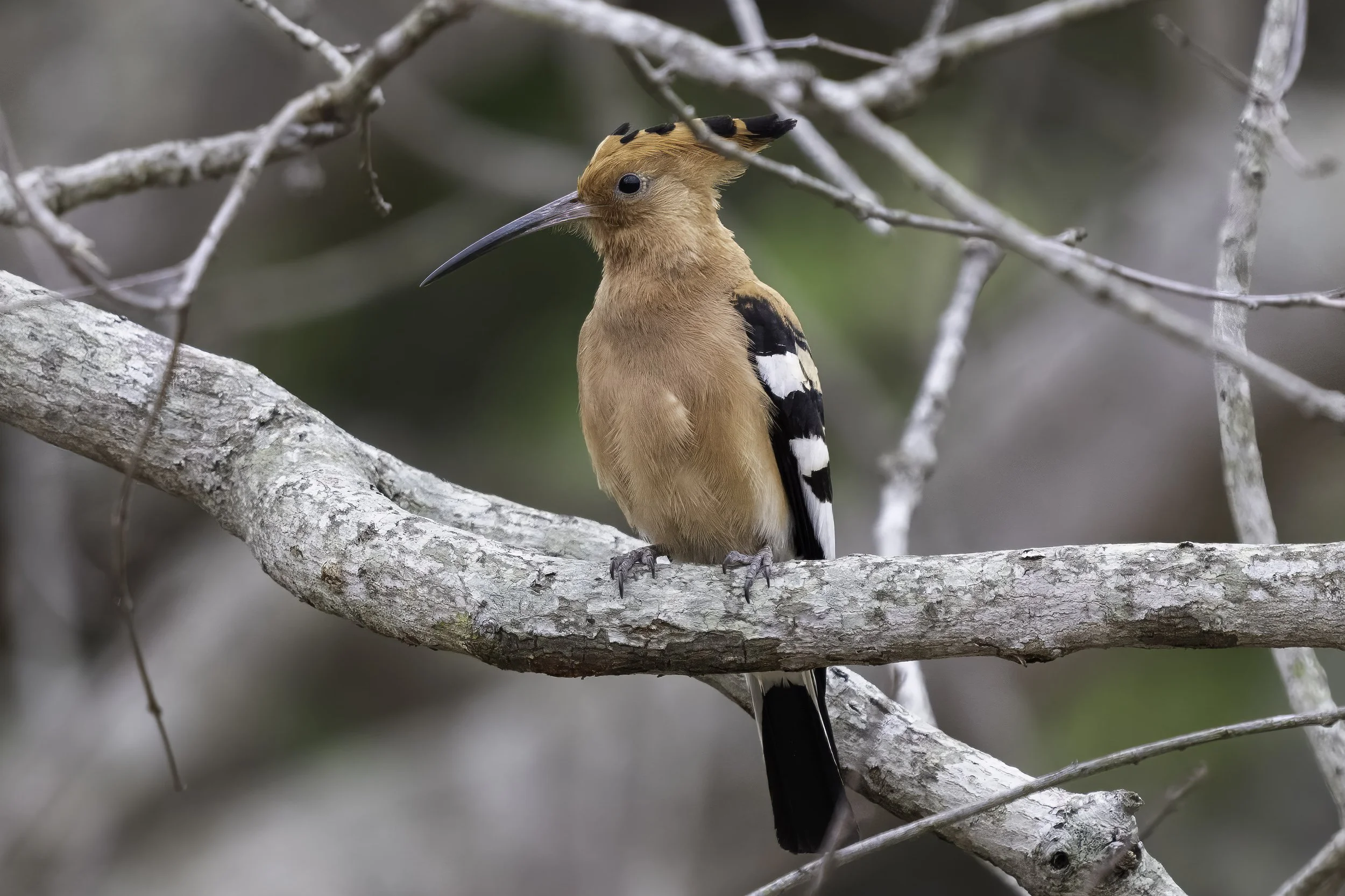 Eurasian Hoopoe