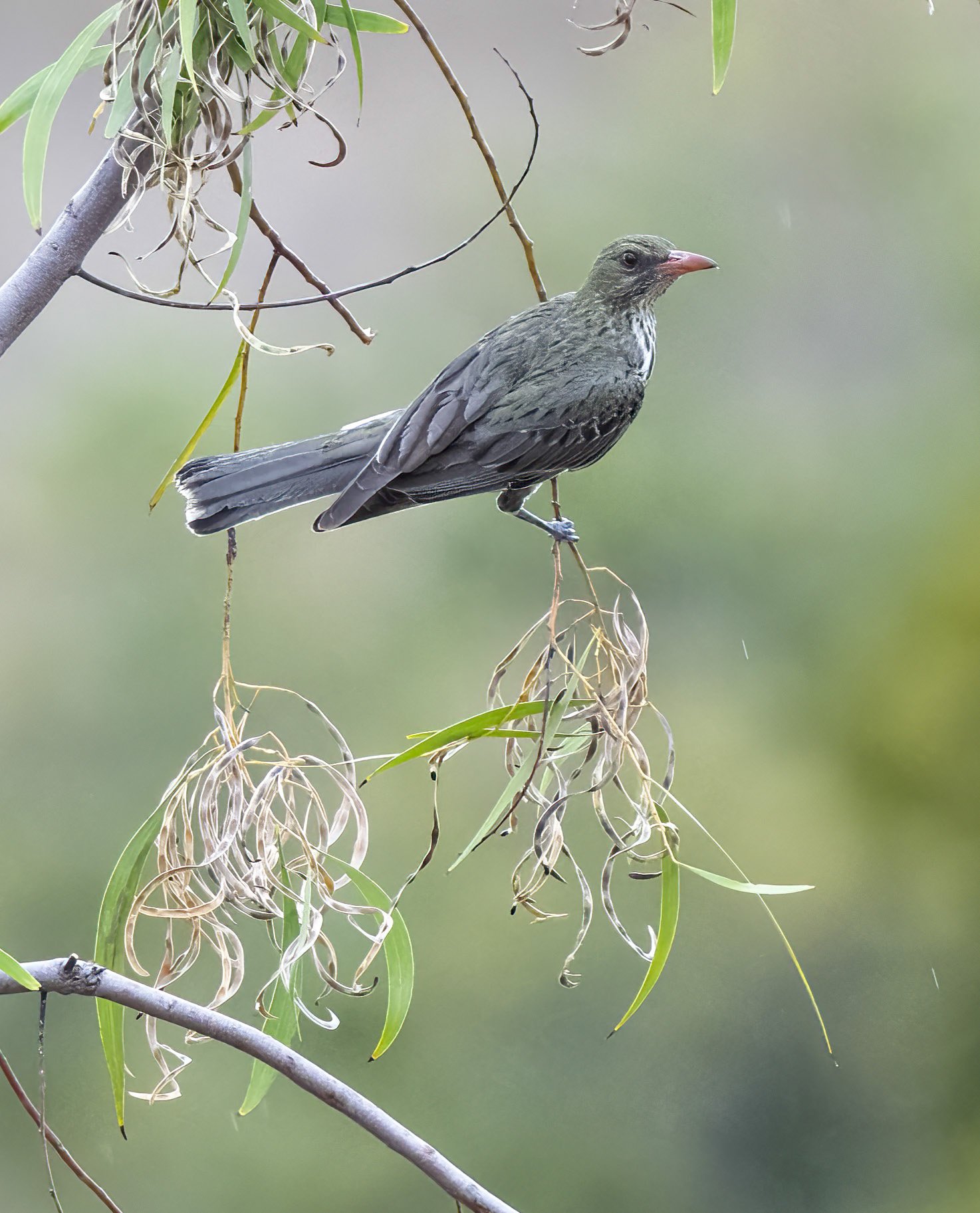 Olive Backed Oriole