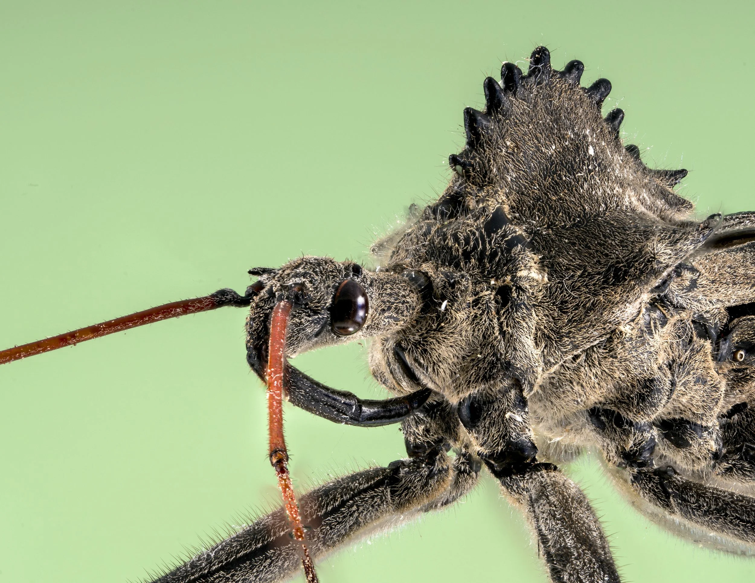 Wheel_Bug_Arilus_cristatus.jpg