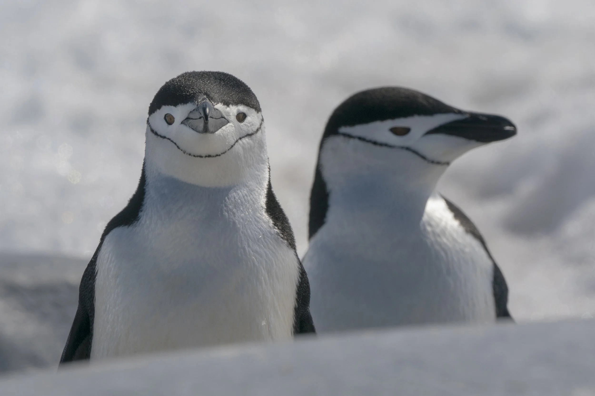 Chinstrap Penguin