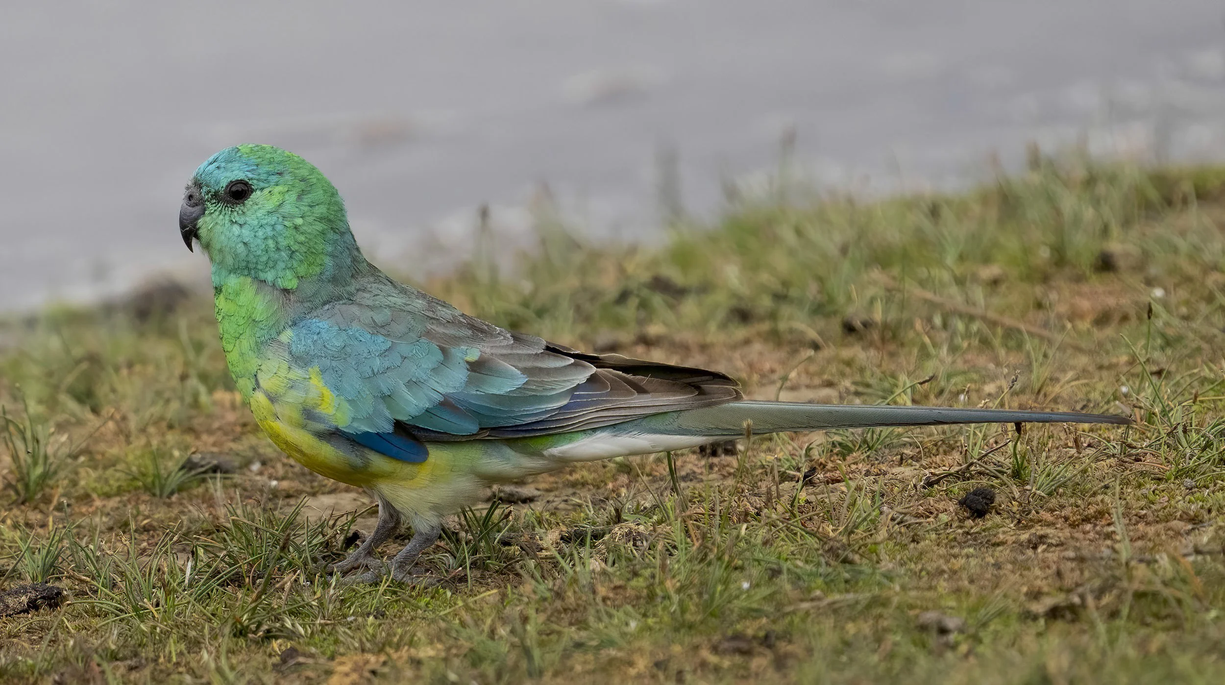 Red Rumped Parrot