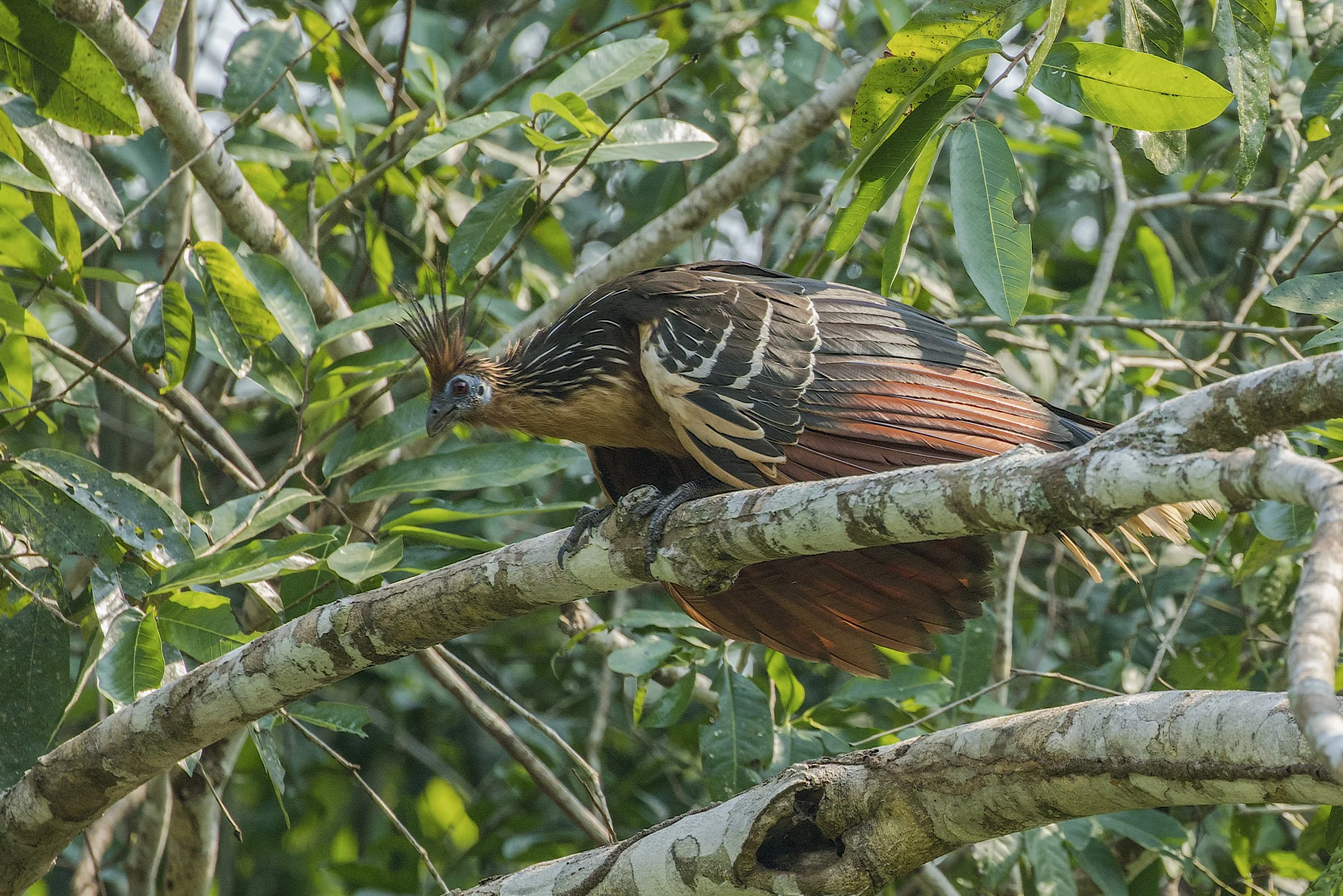 Hoatzin