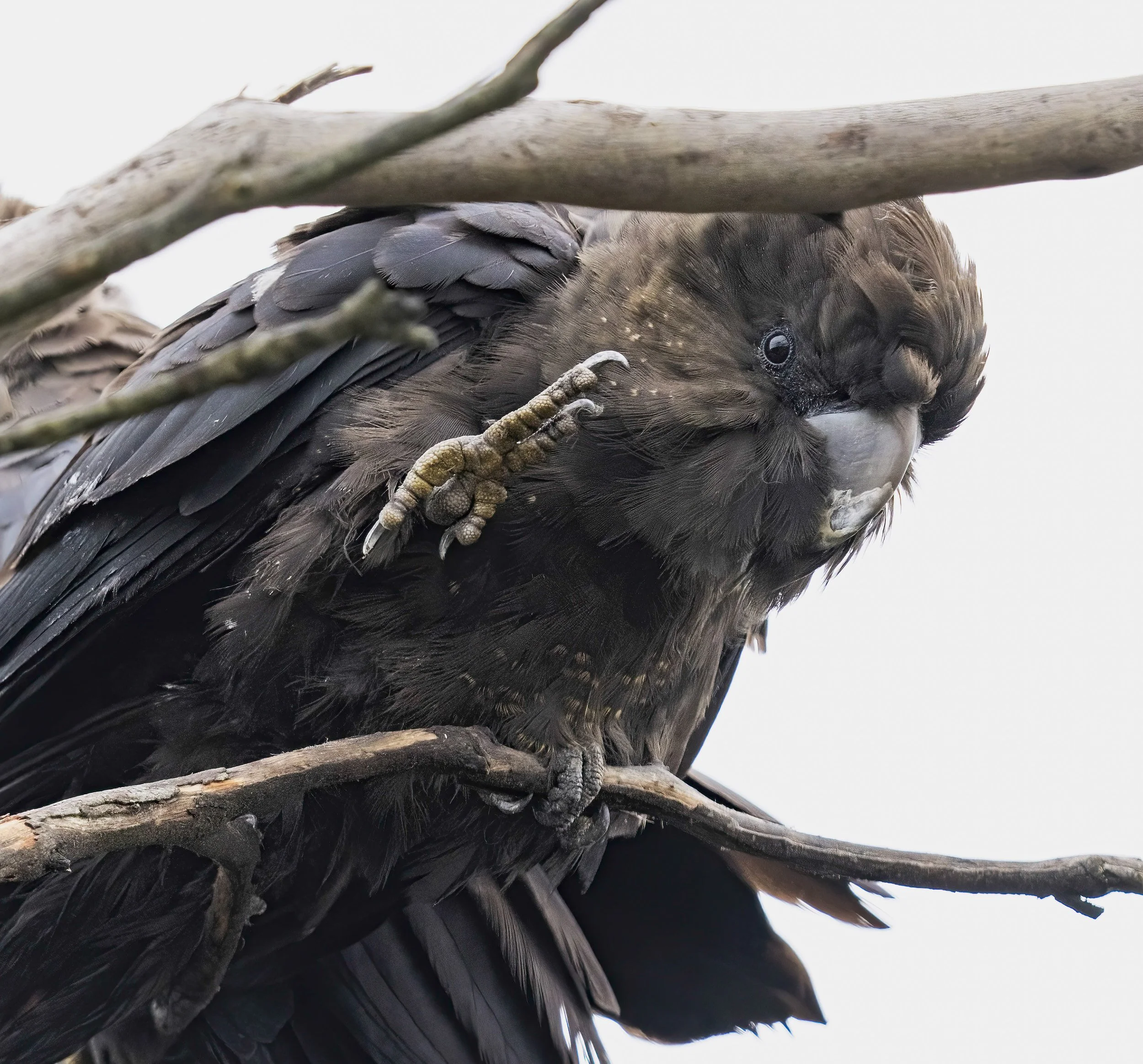 Glossy Black Cockatoo