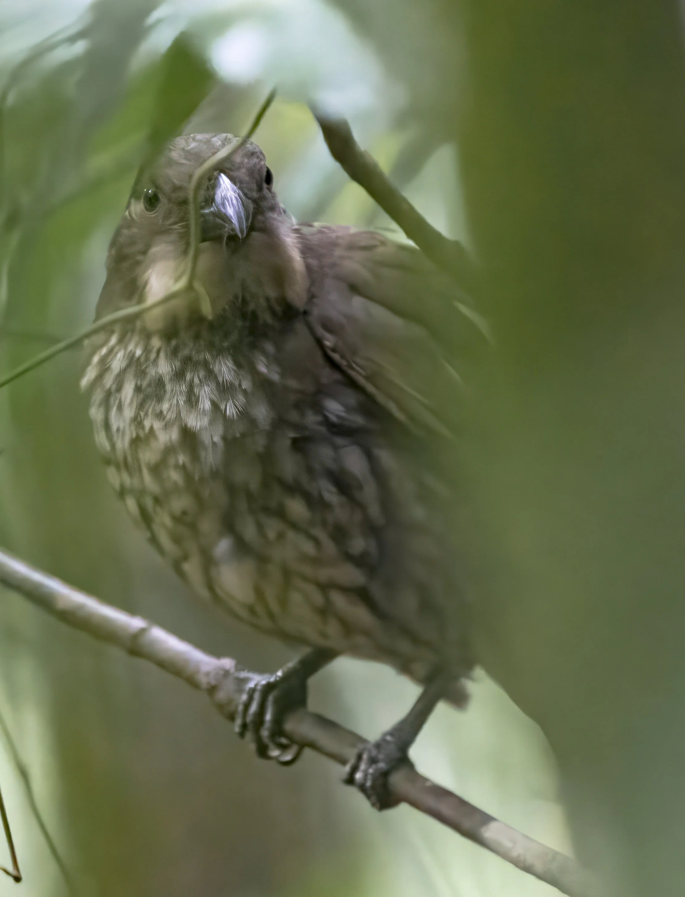 Tooth Billed Bowerbird
