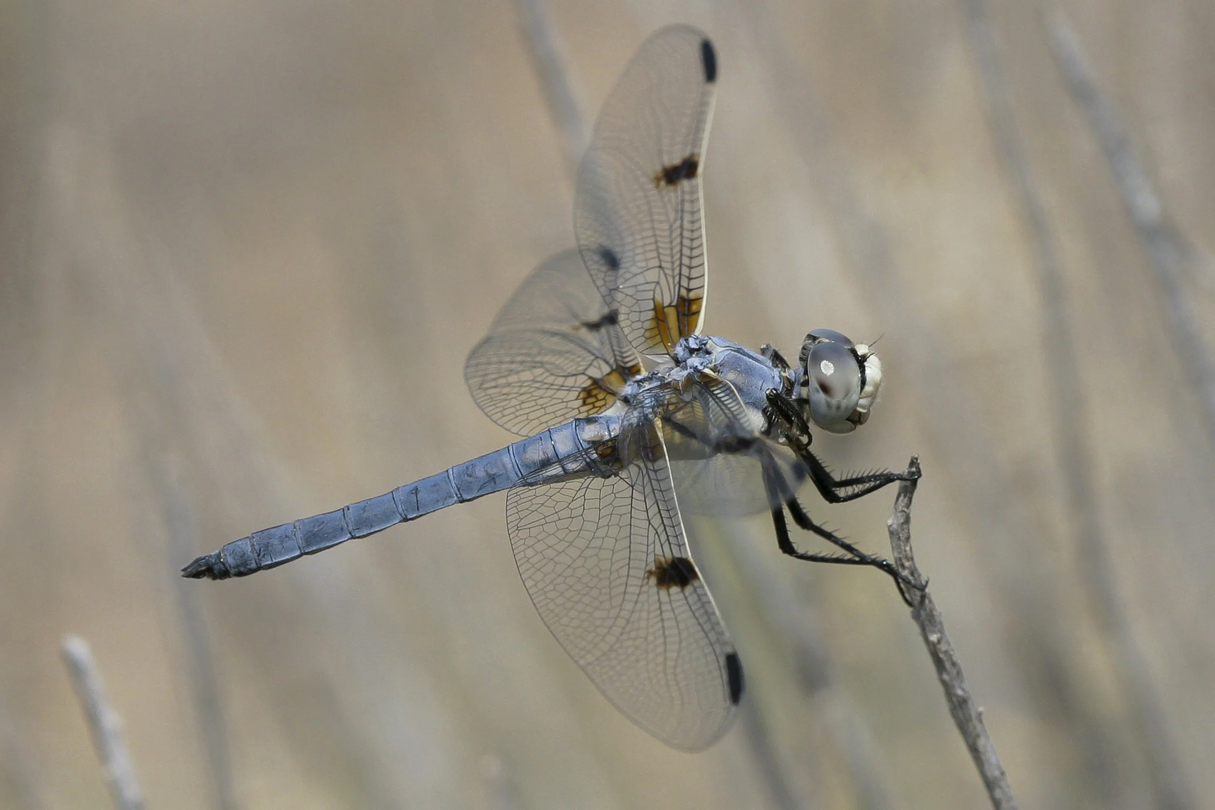 Bleached Skimmer (Libellula composita)_IMG_5940 copy.jpg