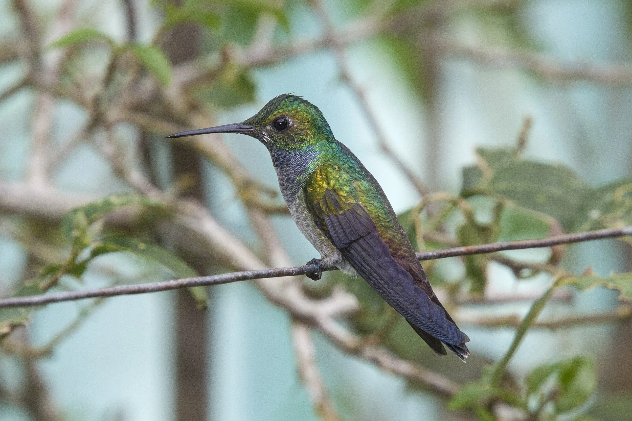 Blue Chested Hummingbird