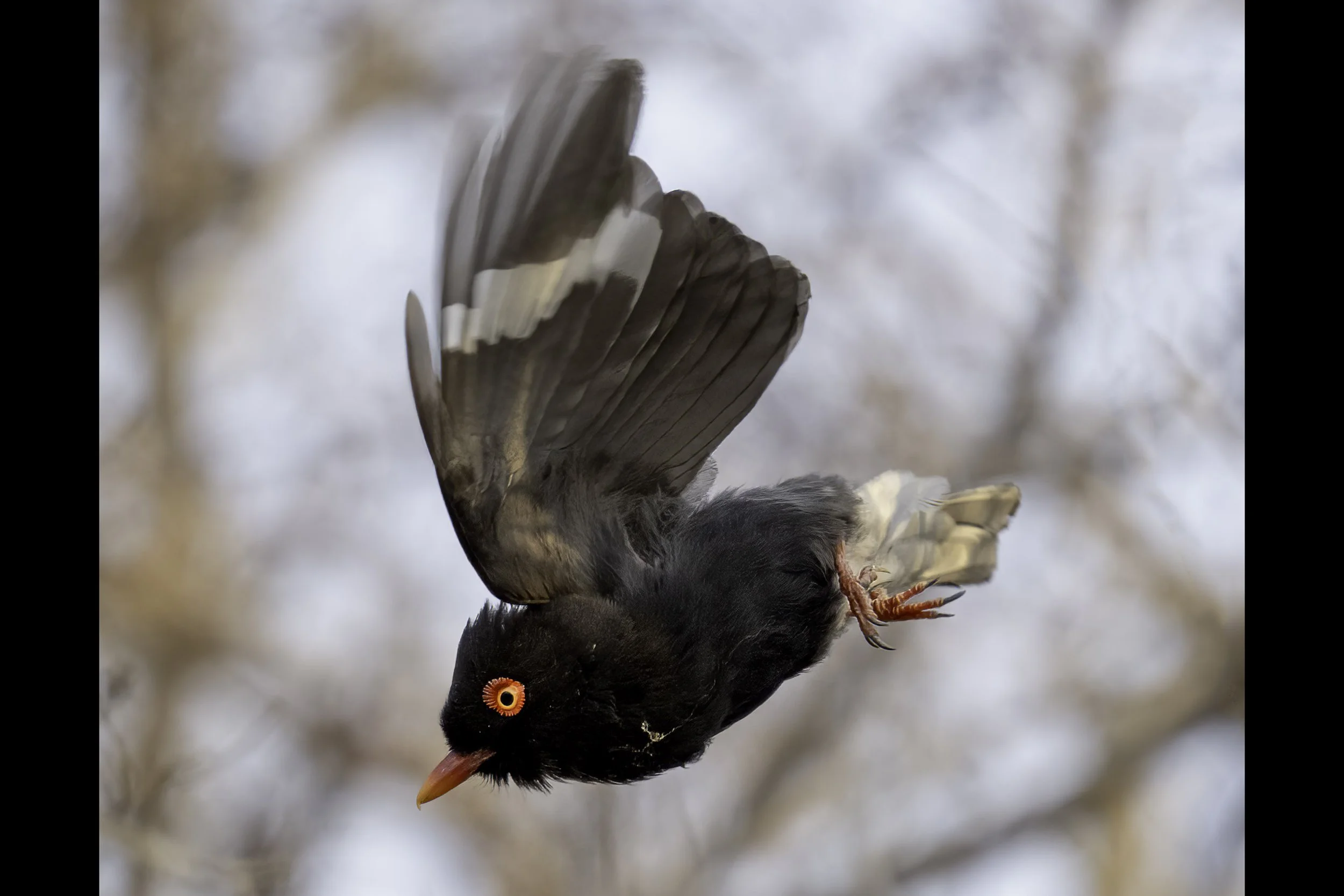Retzs Helmetshrike