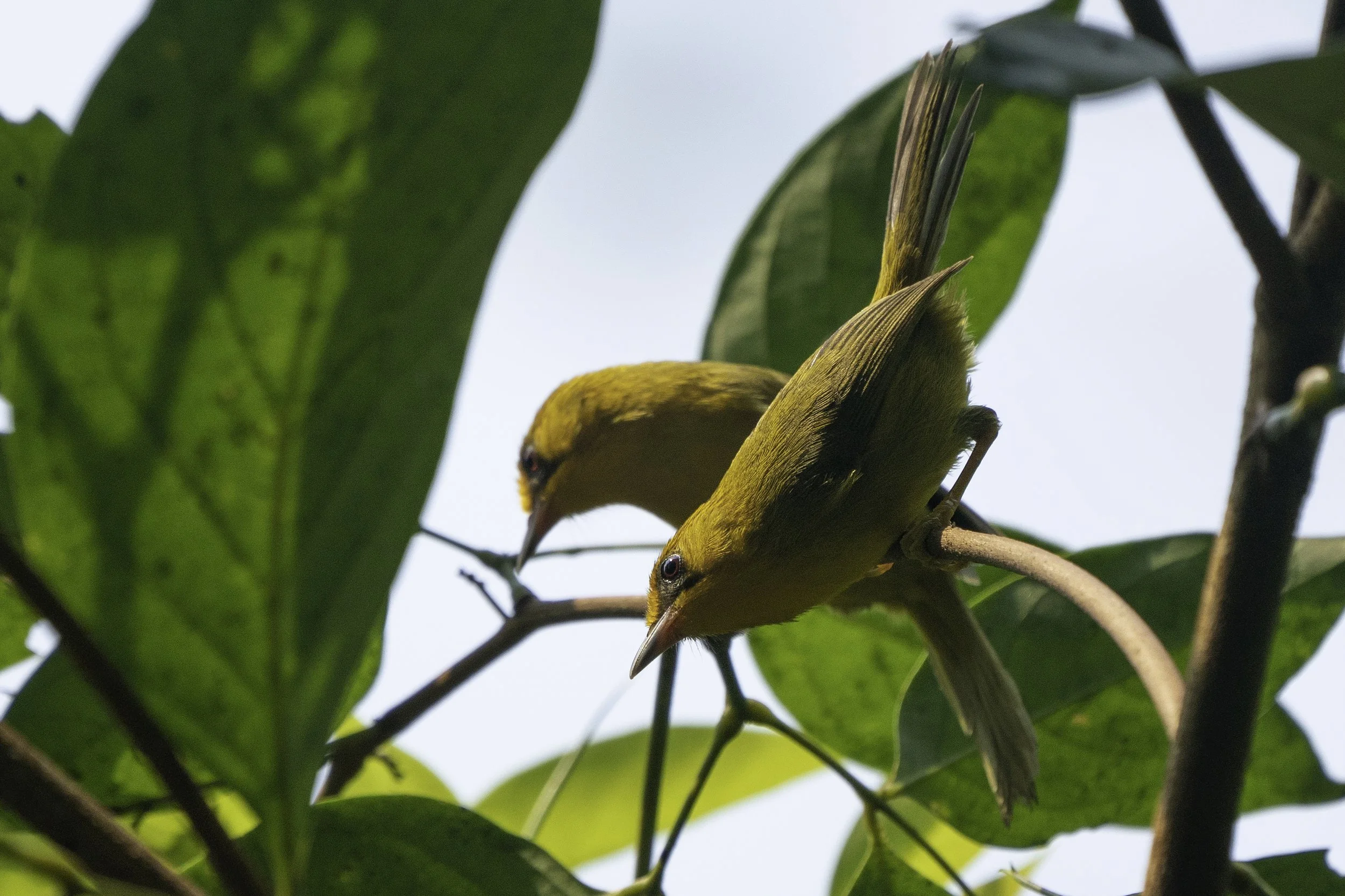 Golden Babbler