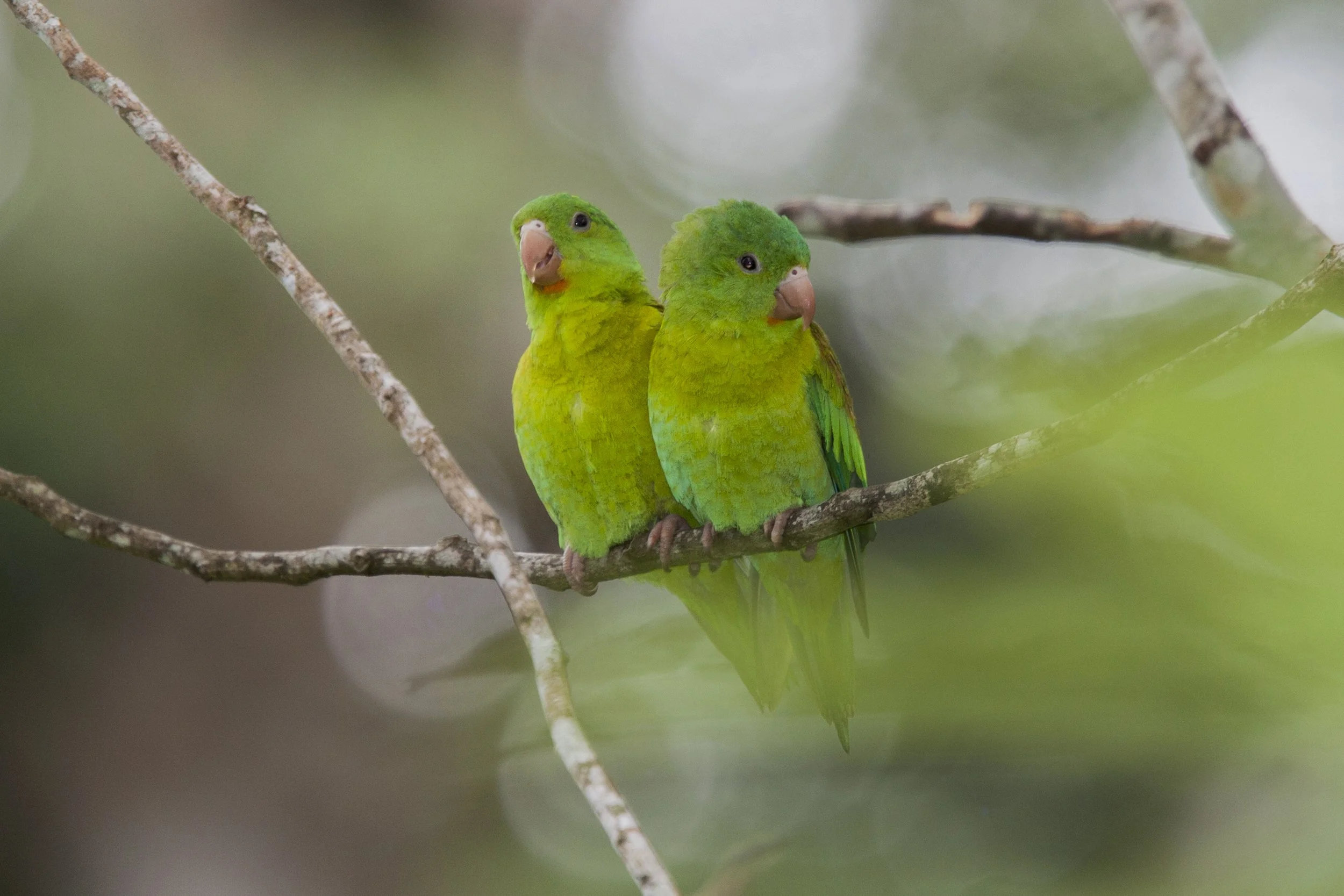 Orange Chinned Parakeet