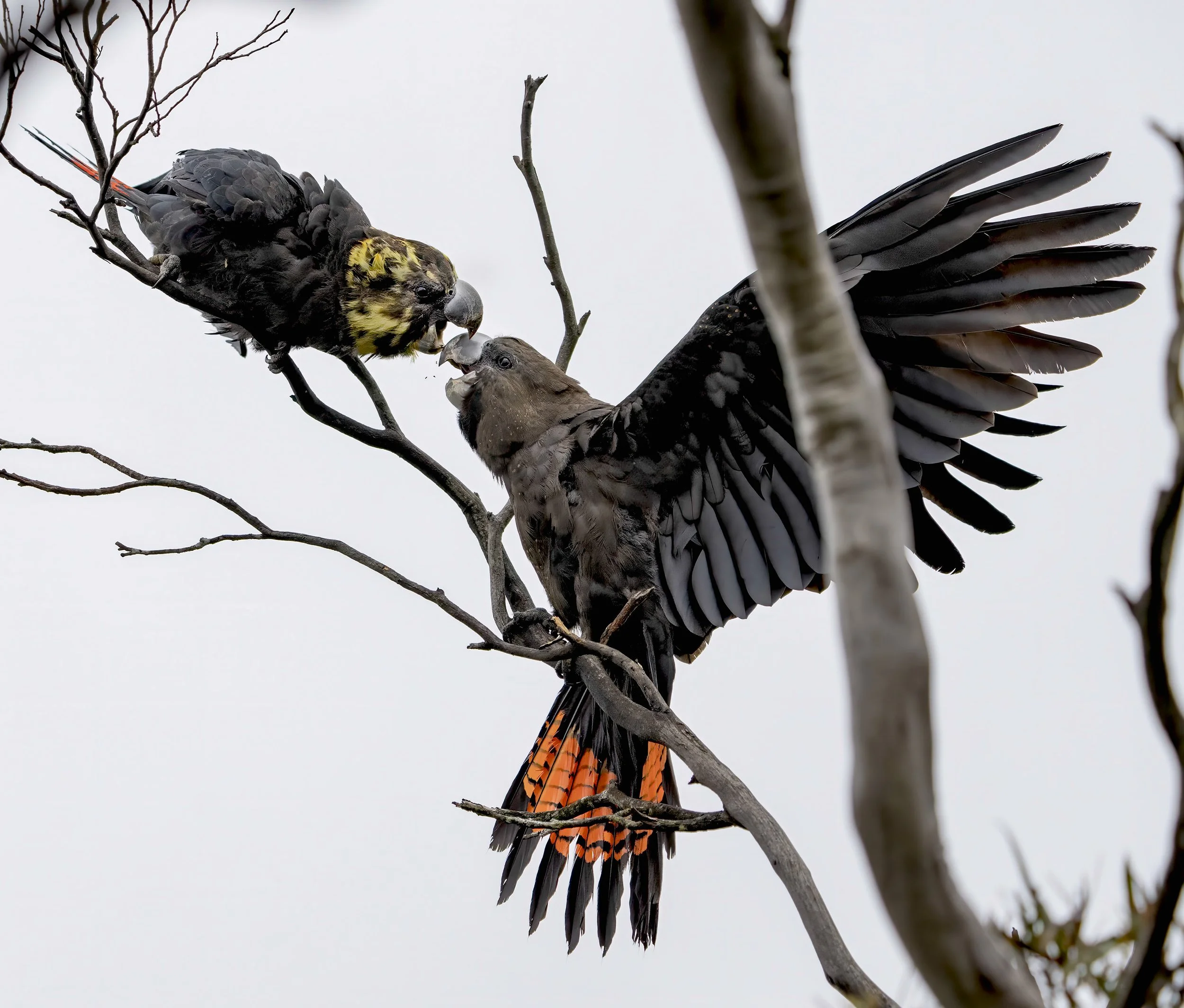 Glossy Black Cockatoo