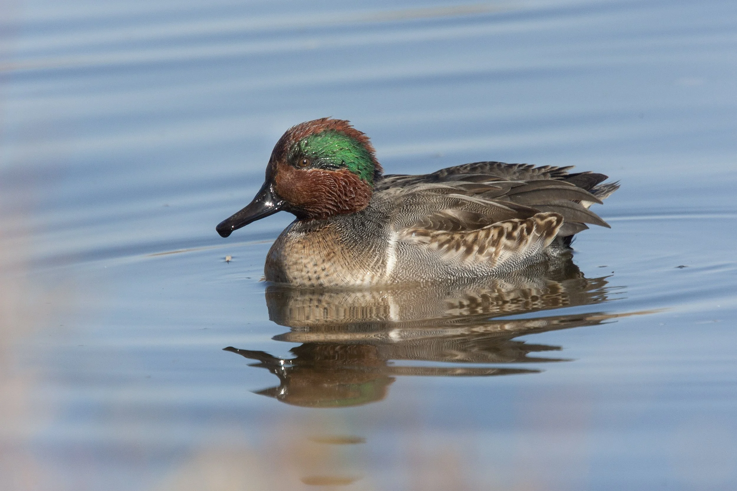 Green Winged Teal