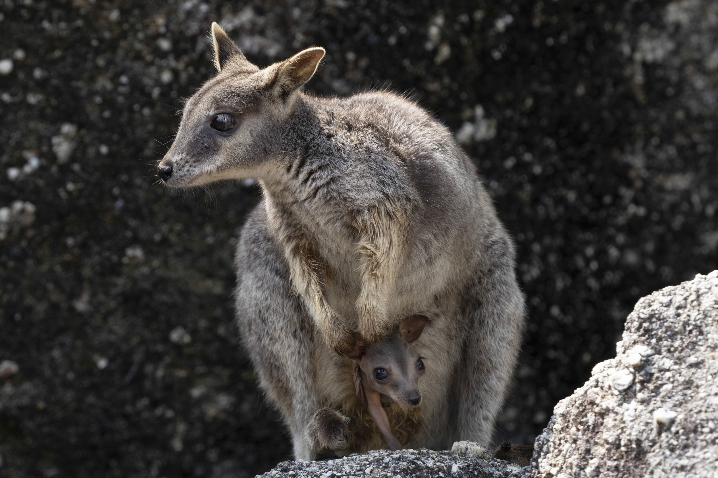 Mareeba Rock-Wallaby