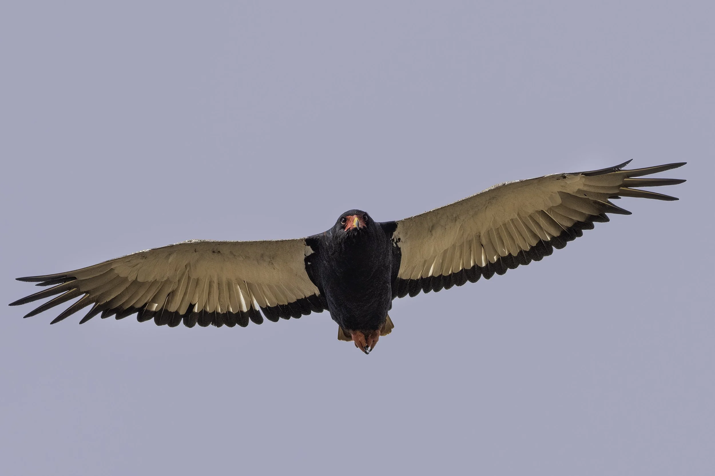 Bateleur